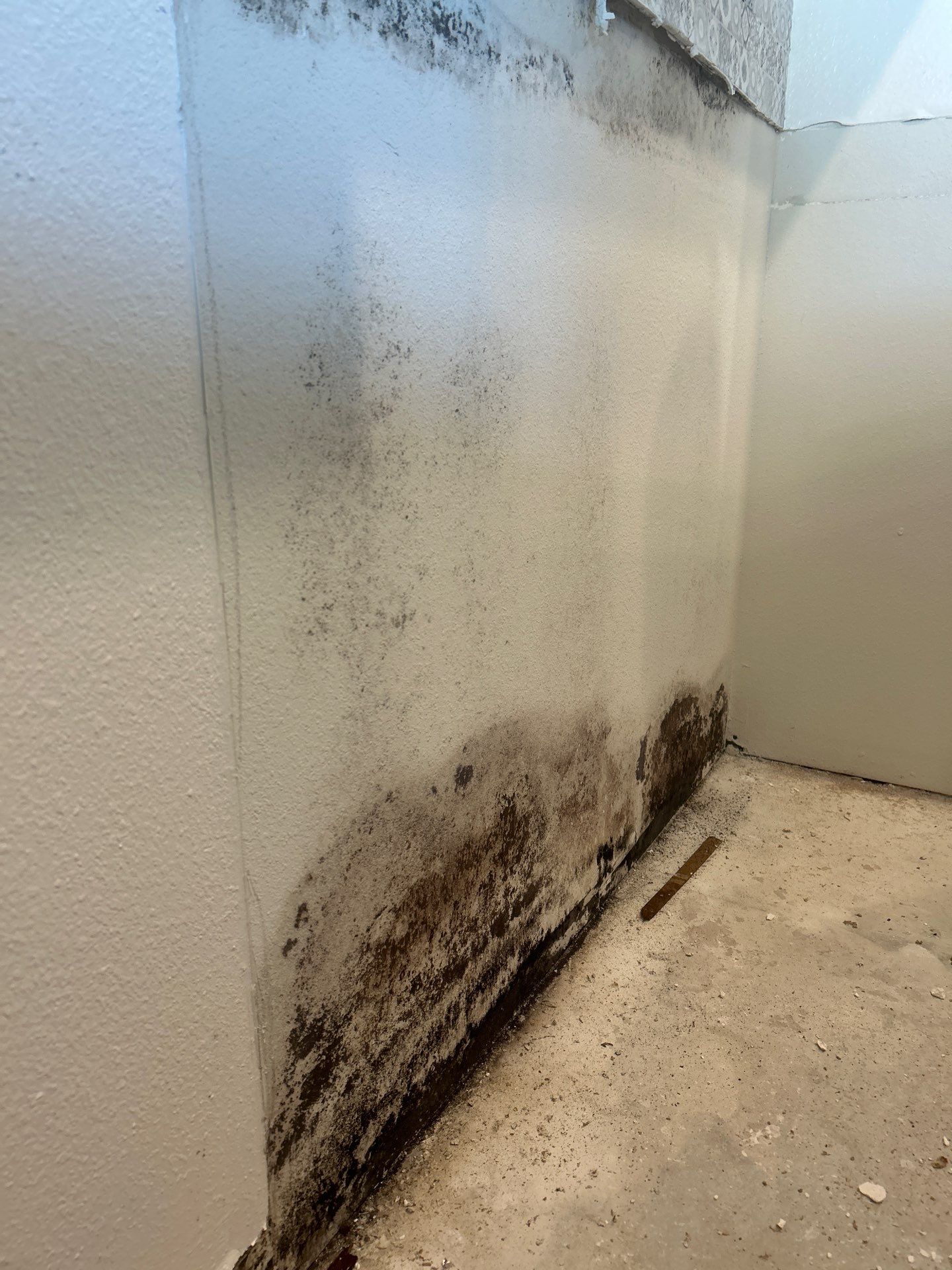 Palmetto Mold Removal & Repair by Ampm Restoration Services 