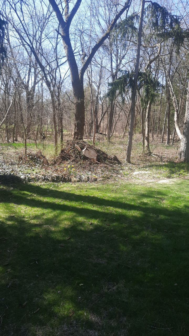 Tree Removal using Tree Removal by Mike Jones & Sons Tree Service LLC 