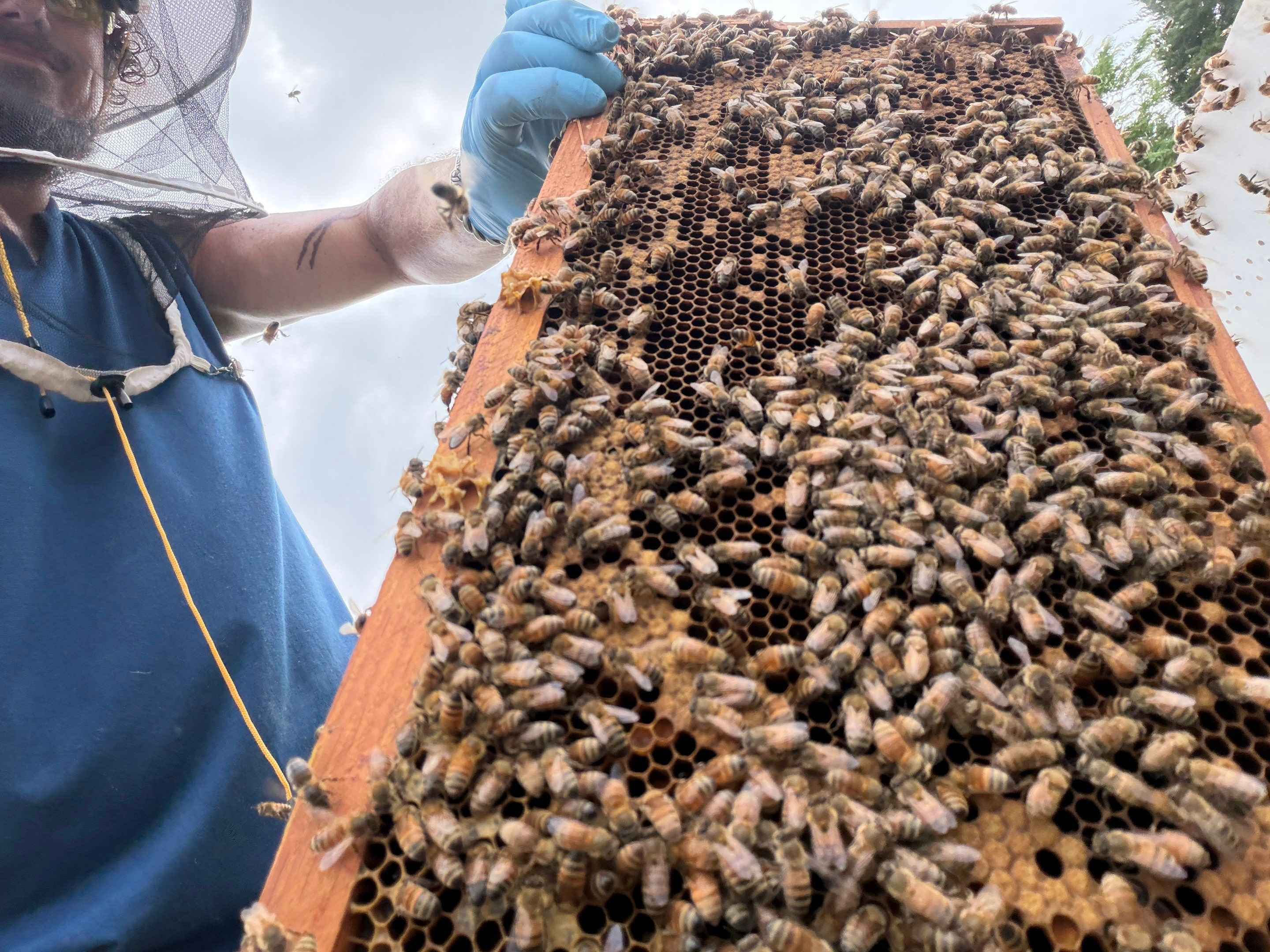 Exemption in Royse City, TX by Rockwall Honey Bee Company
