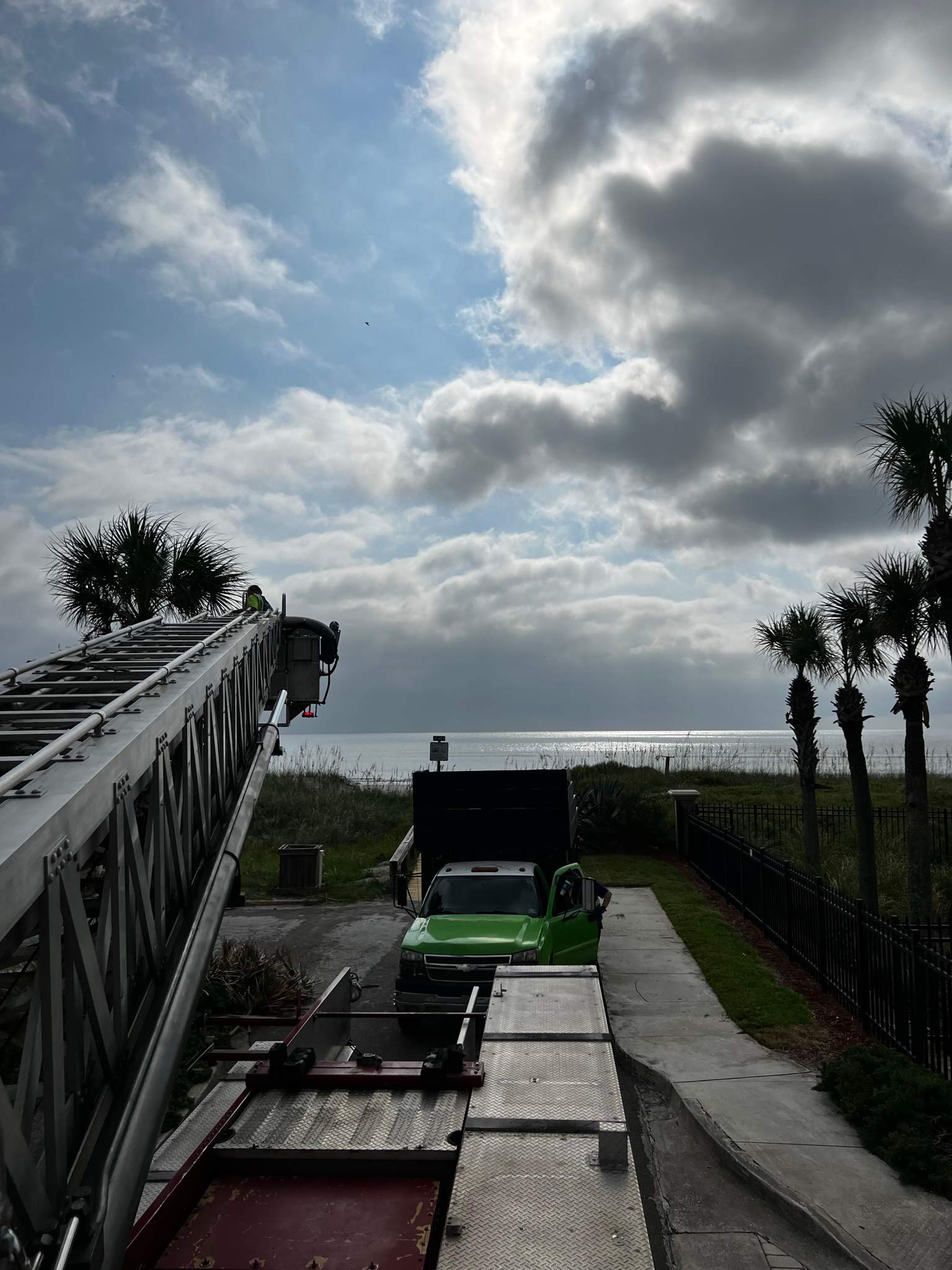 Palm Trimming | Landmark Condominiums by ProGreen Services