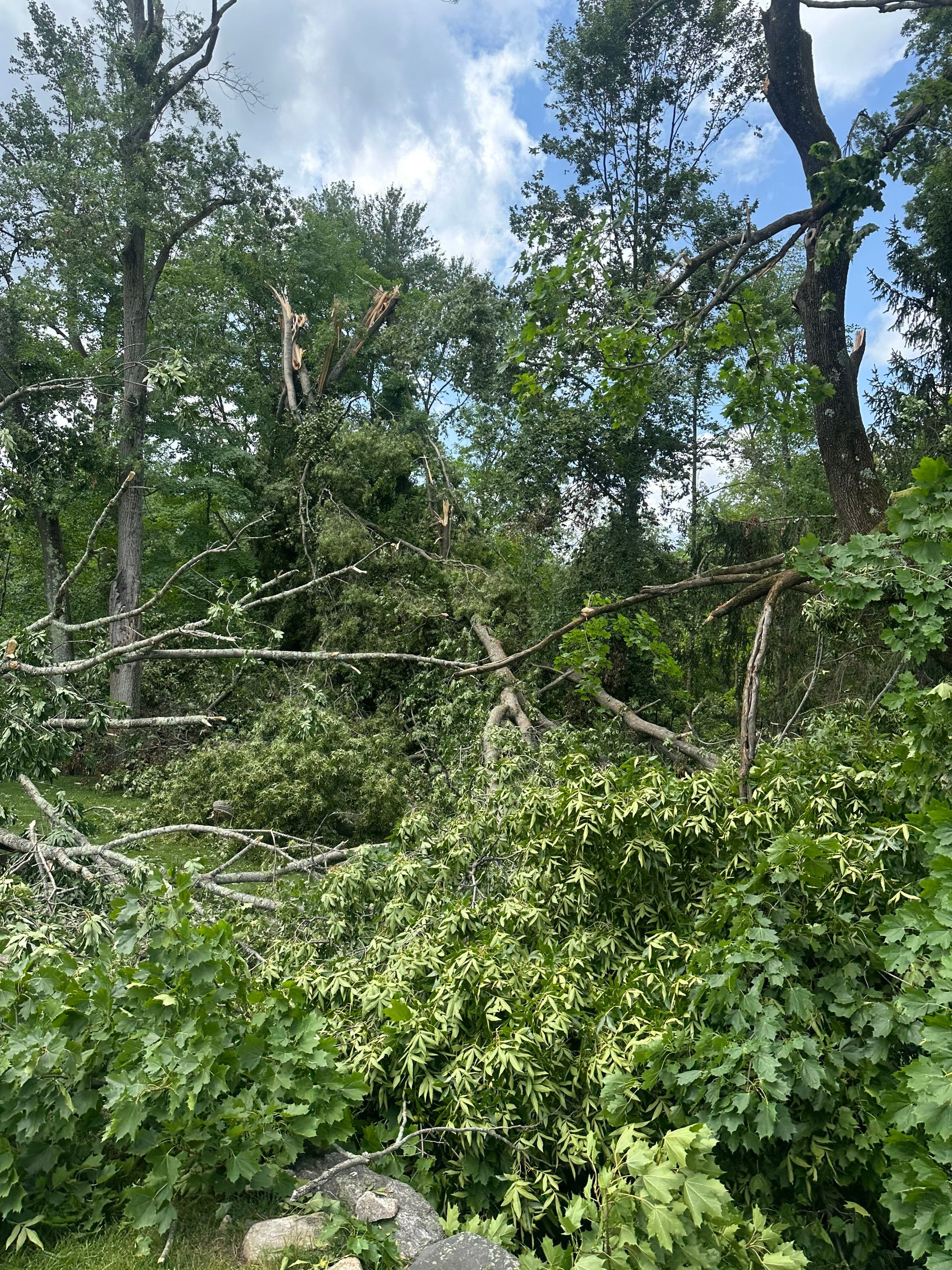 Emergency Tornado Damage Cleanup and Hazardous Tree Removal in Harrison by Fox Hill Luxury Real Estate Services