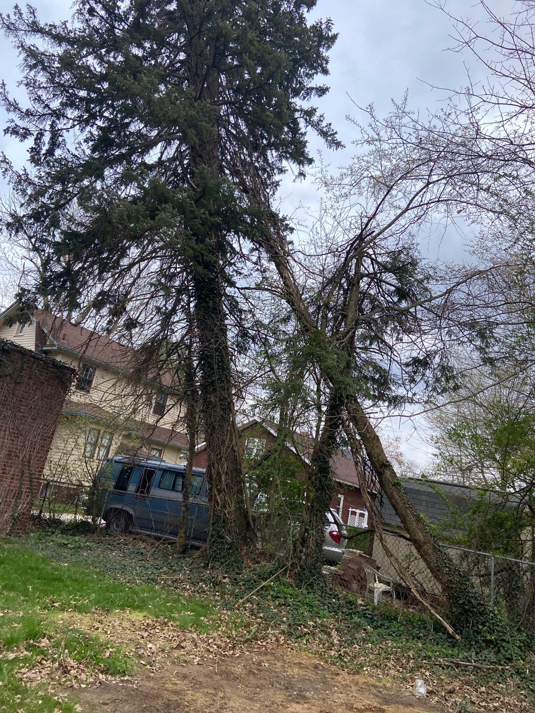 Tree Removal using Tree Removal by Mike Jones & Sons Tree Service LLC 