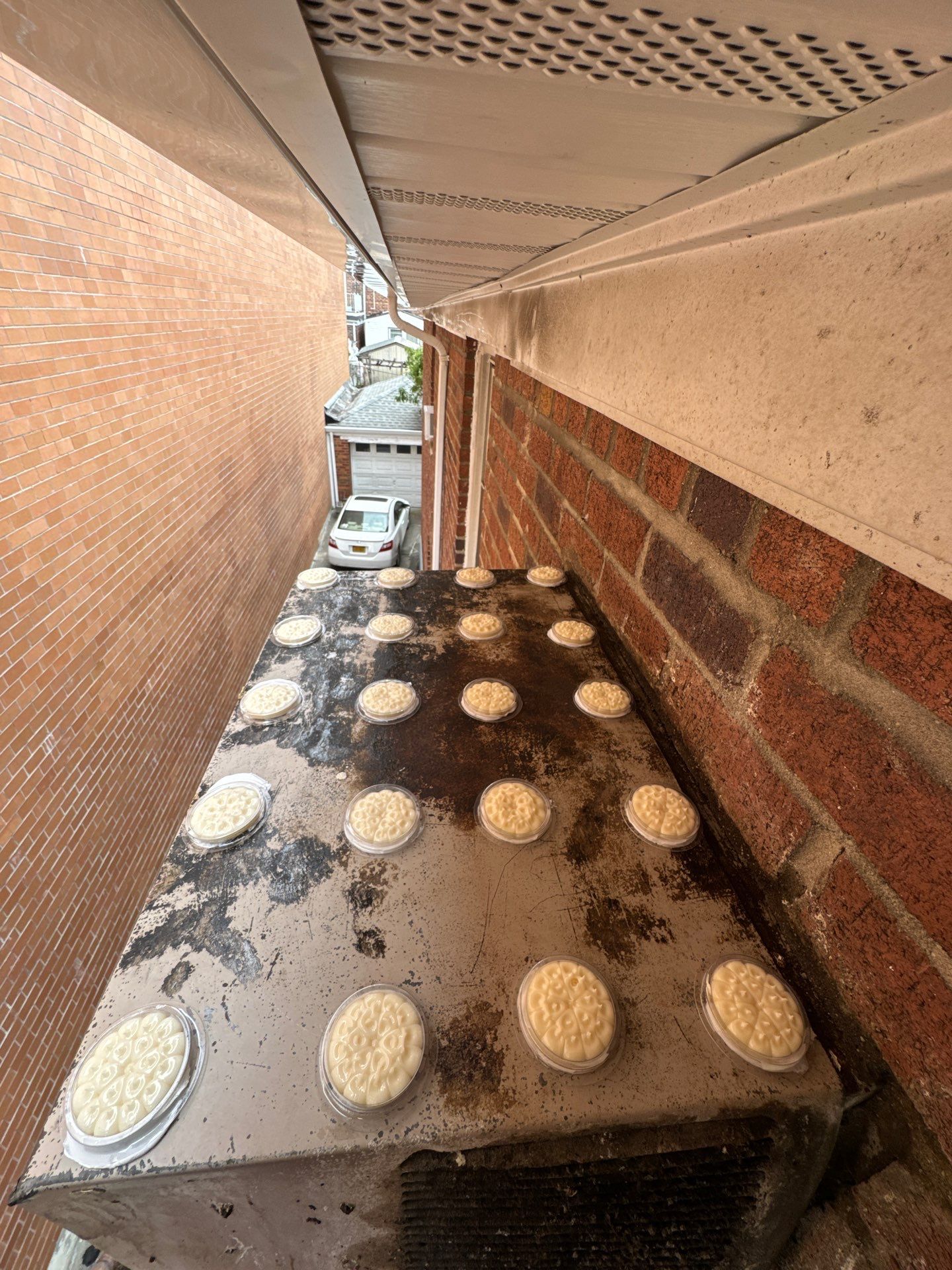 Bird removal, sanitization and prevention by NYC Extermination LLC