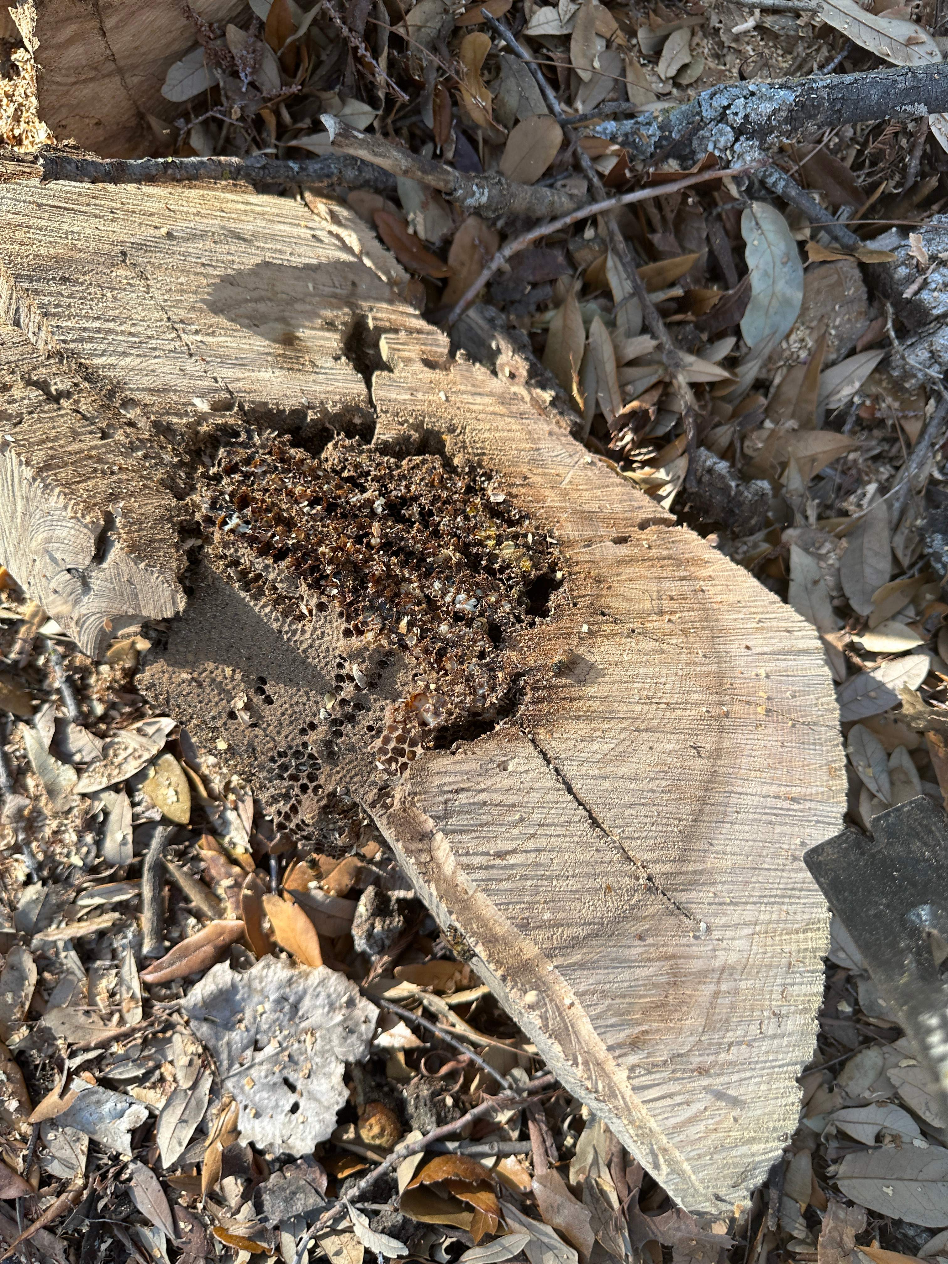 Fallen Tree by Rockwall Honey Bee Company