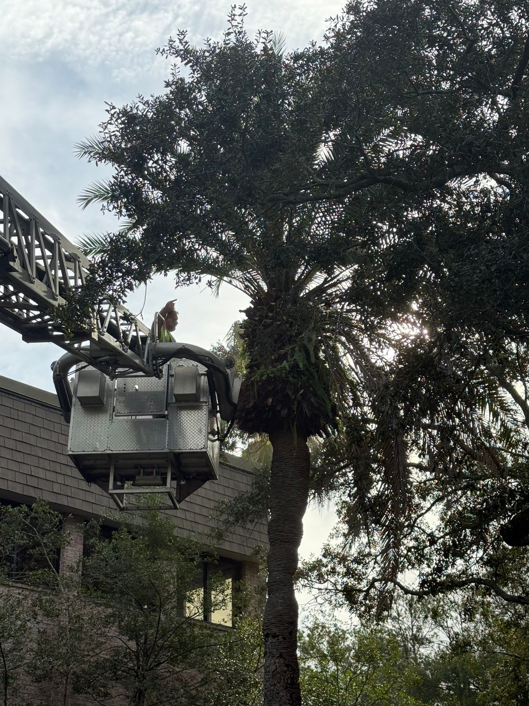 Volunteer Work | Episcopal High School of Jacksonville by ProGreen Services