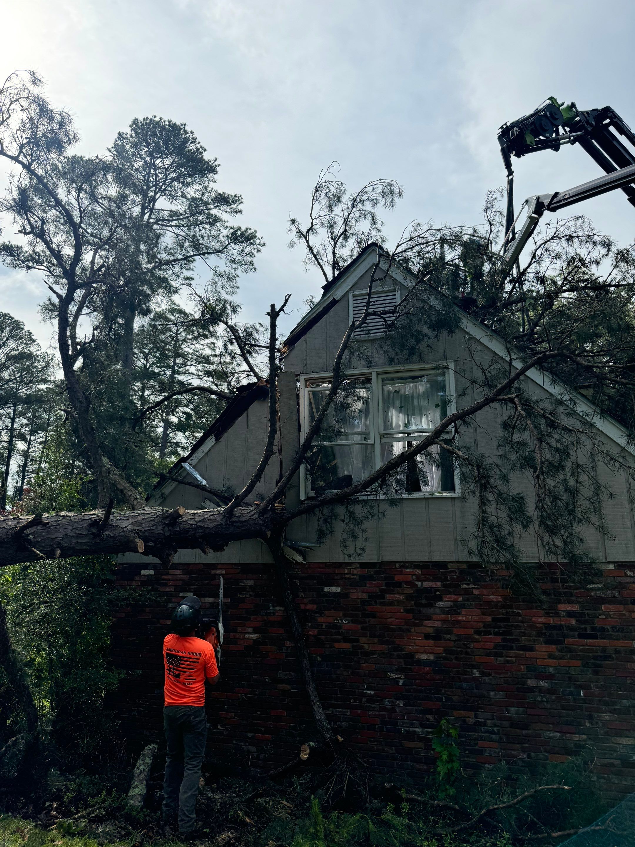 Disaster Relief - Uprooted Pine by American Arbor