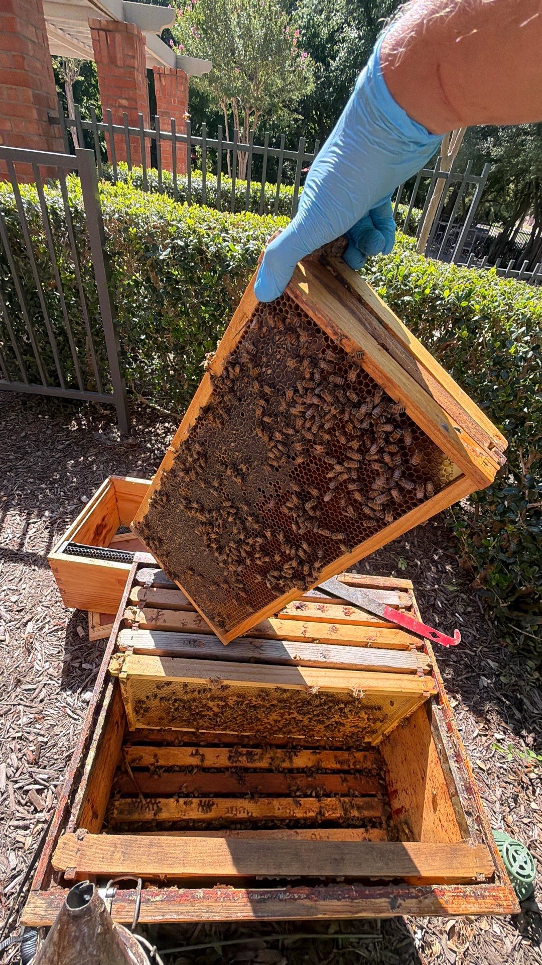 Apartment Retreat for Honey Bees in Garland by Rockwall Honey Bee Company