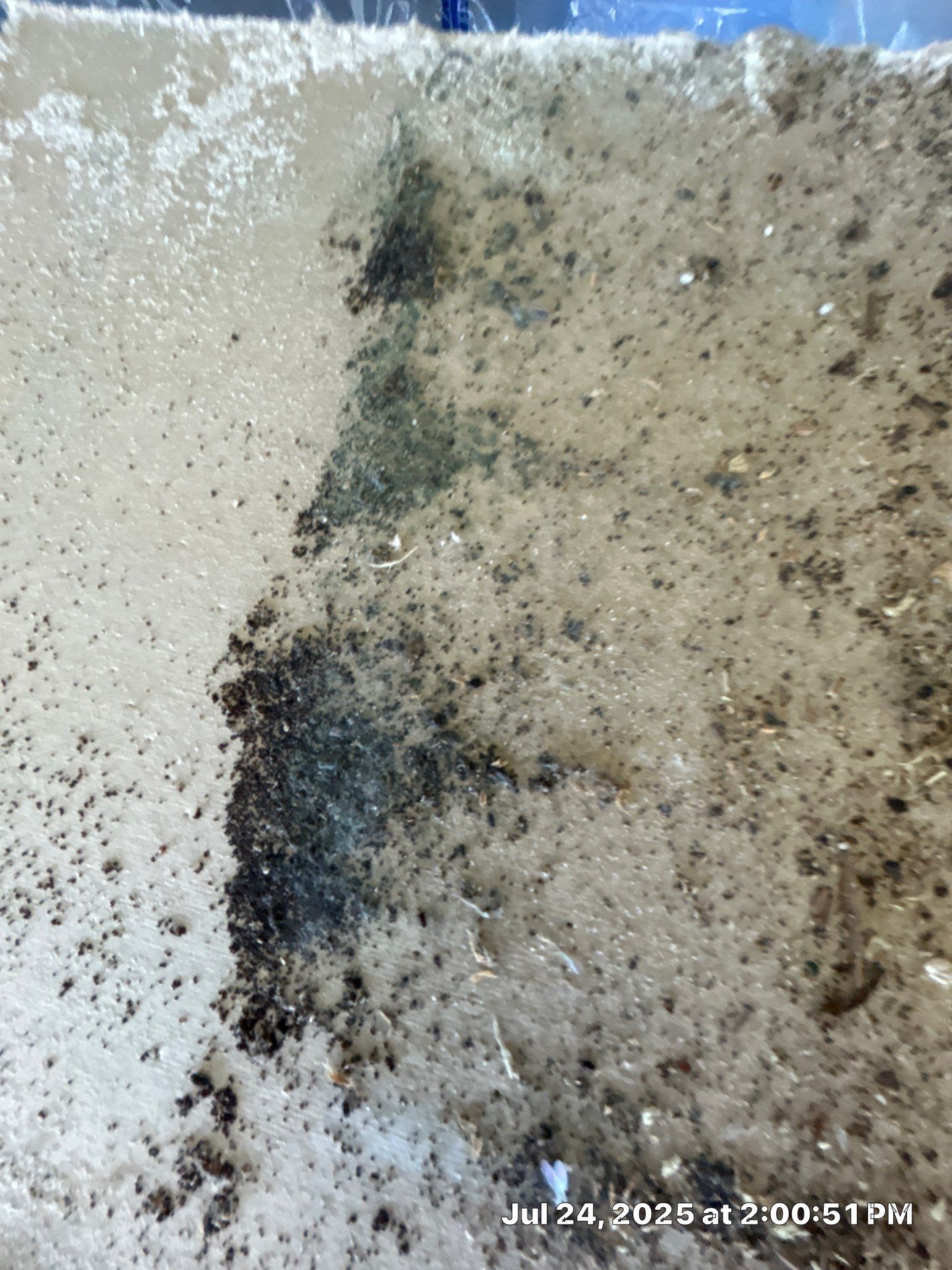 Mold Inspection & Mold Removal In St. Petersburg, FL by Ampm Restoration Services