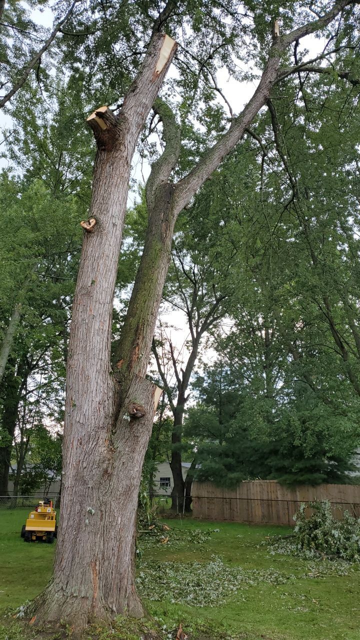 Tree Removal by Mike Jones & Sons Tree Service LLC 