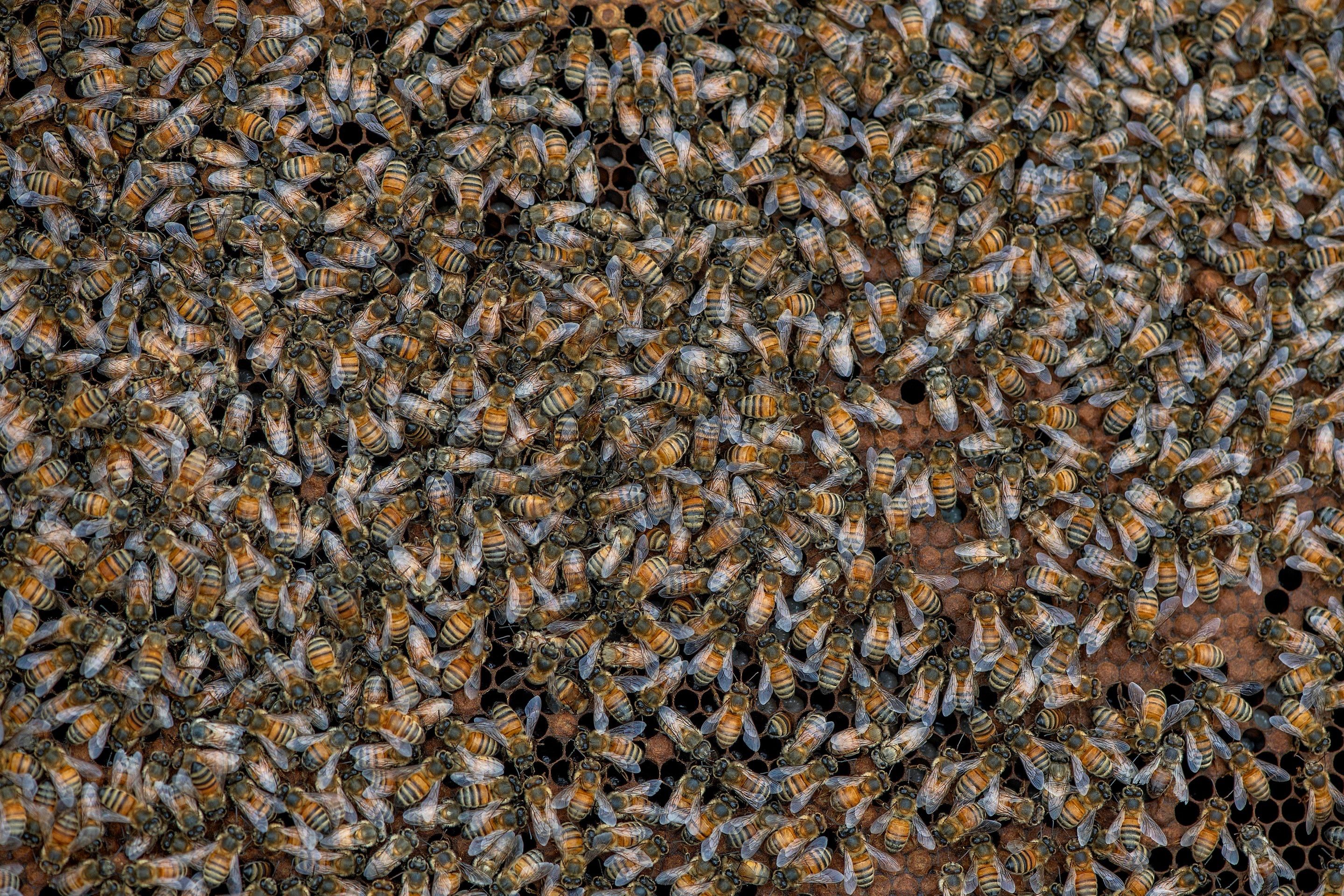 Urban Beekeeping in Dallas by Rockwall Honey Bee Company