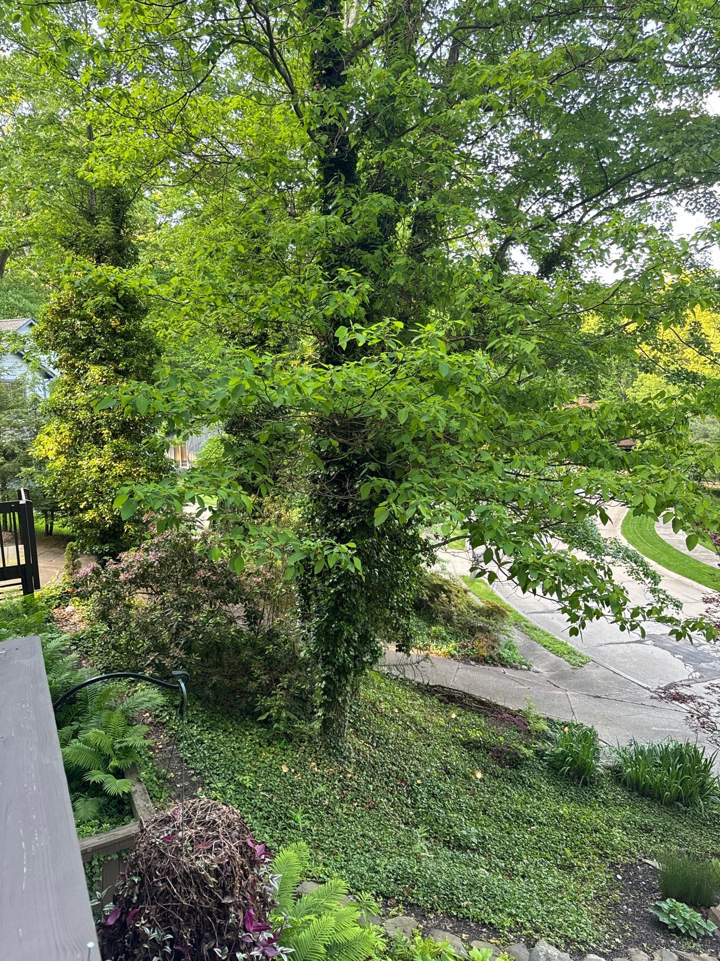 Tree Trimming using Tree Pruing by Mike Jones & Sons Tree Service LLC 