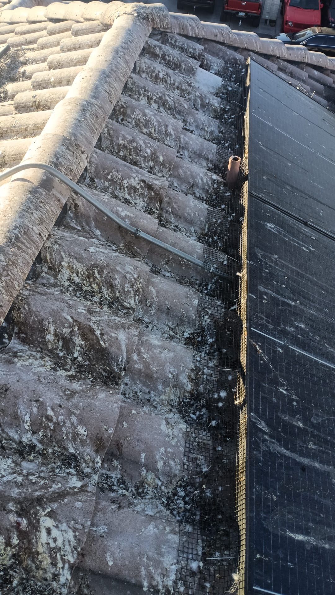 Excessive pigeon problem  by Solar Honest Cleaning 