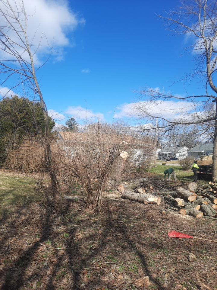 Tree Removal using Tree Removal by Mike Jones & Sons Tree Service LLC 