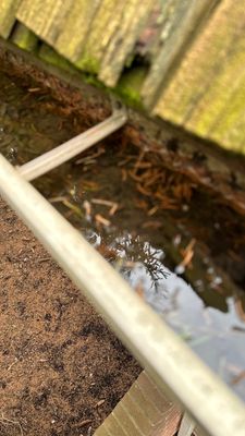 Turtle Shell gutter protection installation in St. Charles, IL 60174, photograph 13