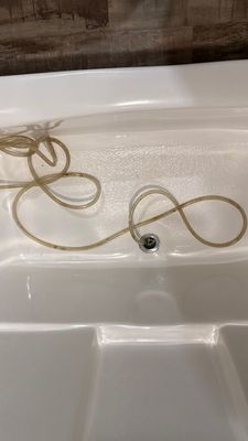 Black Mold Removal — Fort Myers, FL