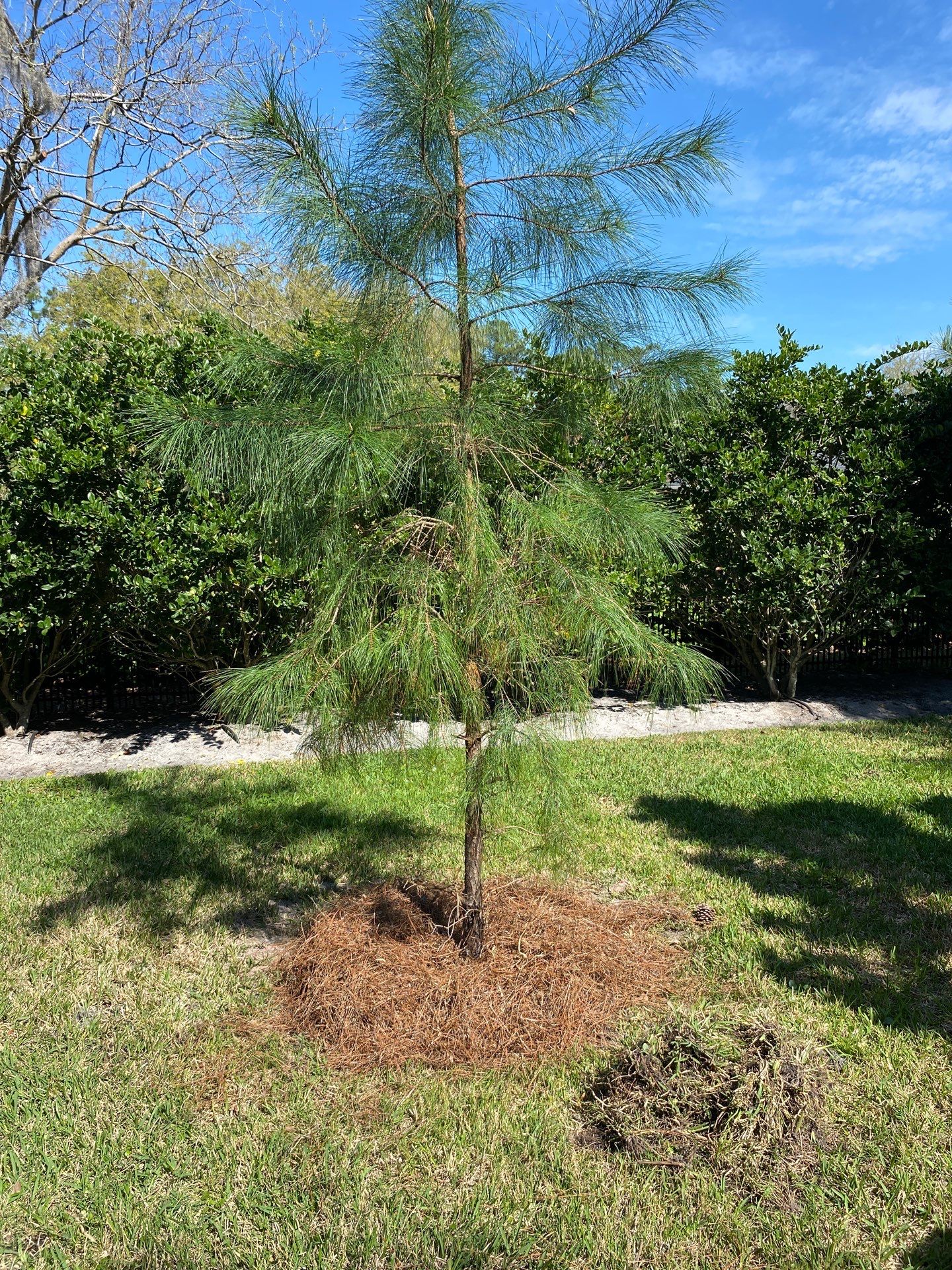 Deerwood Resident | Tree Service by ProGreen Services