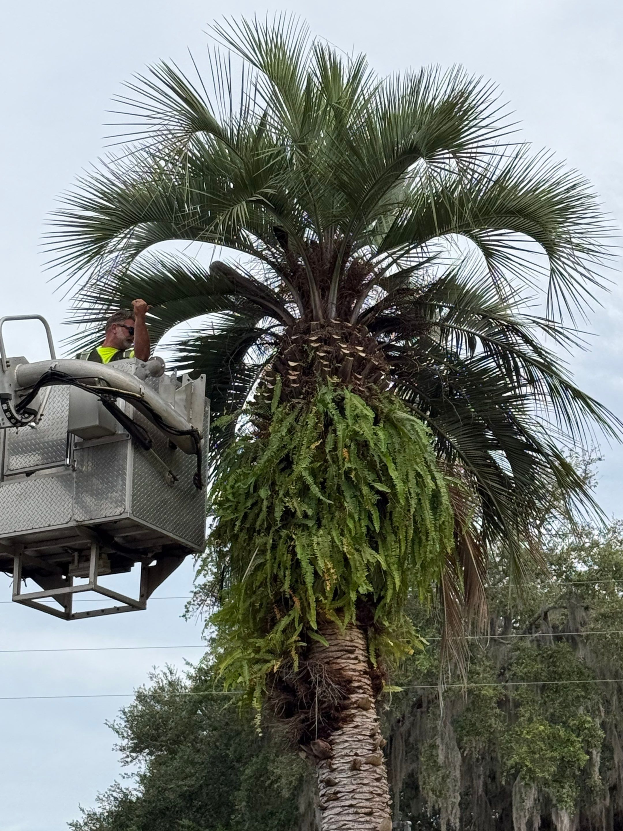 Volunteer Work | Episcopal High School of Jacksonville by ProGreen Services