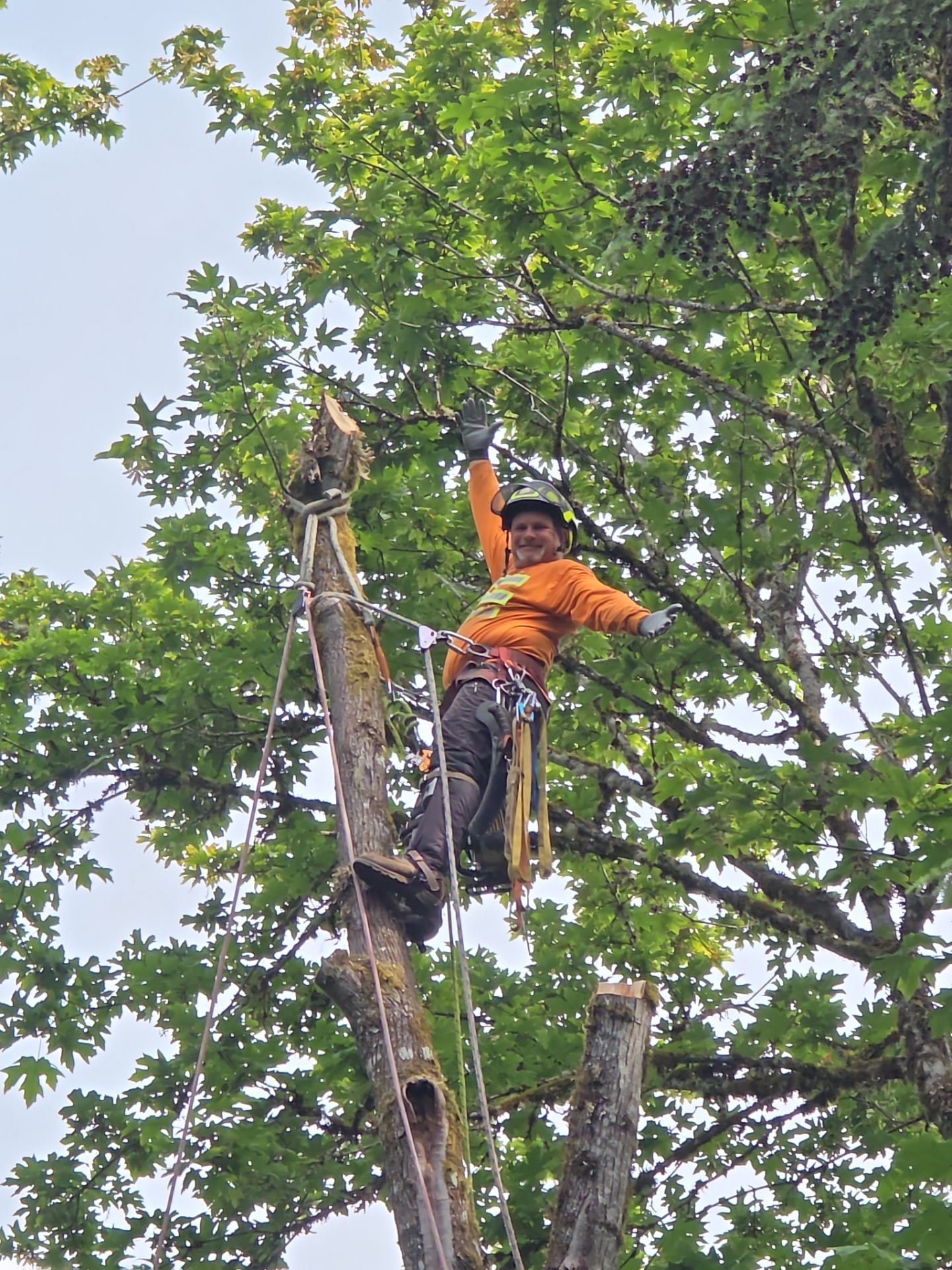 Kent Tree Removals – Safe, Efficient, and Professional by Sound Tree Care LLC