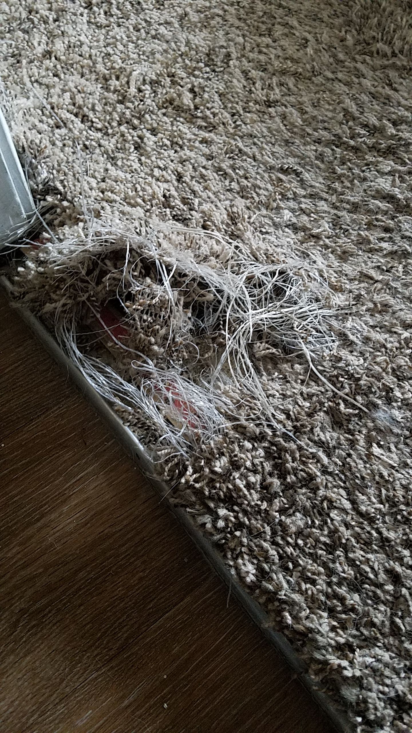 Carpet Repair for Dog Damage by Ardent Carpet Restore LLC