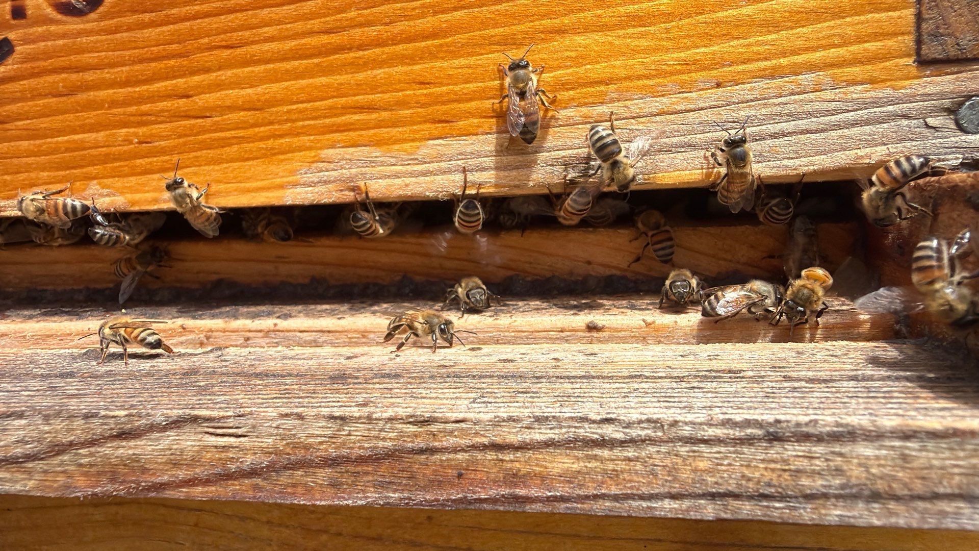 Addison by Rockwall Honey Bee Company