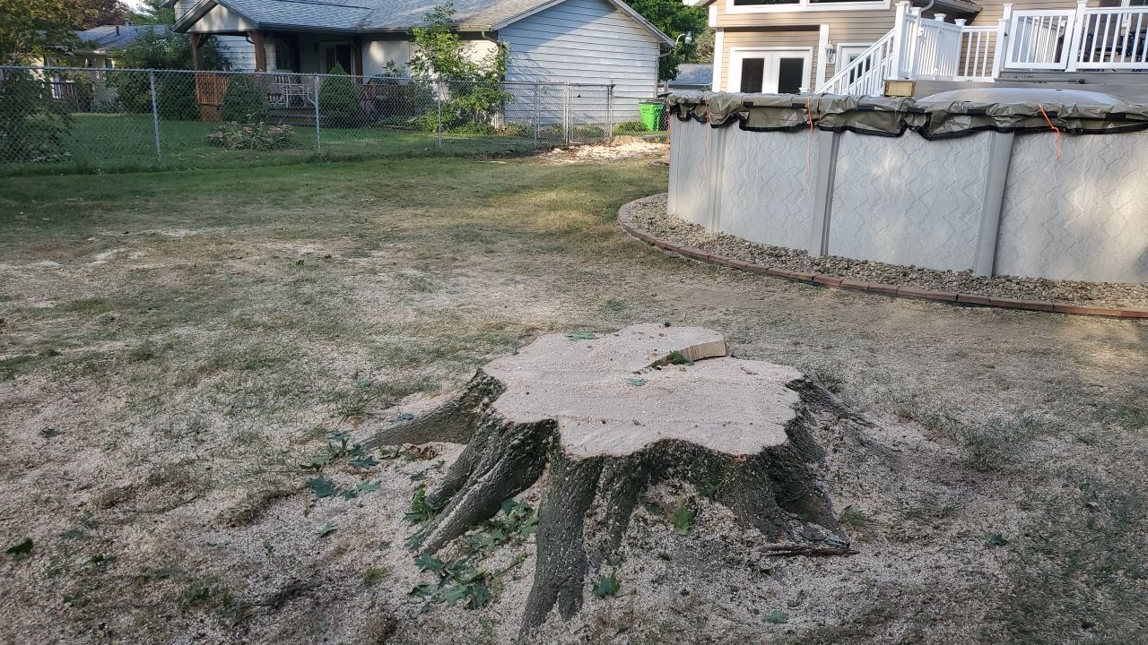 Oak Tree Removal by Mike Jones & Sons Tree Service LLC 