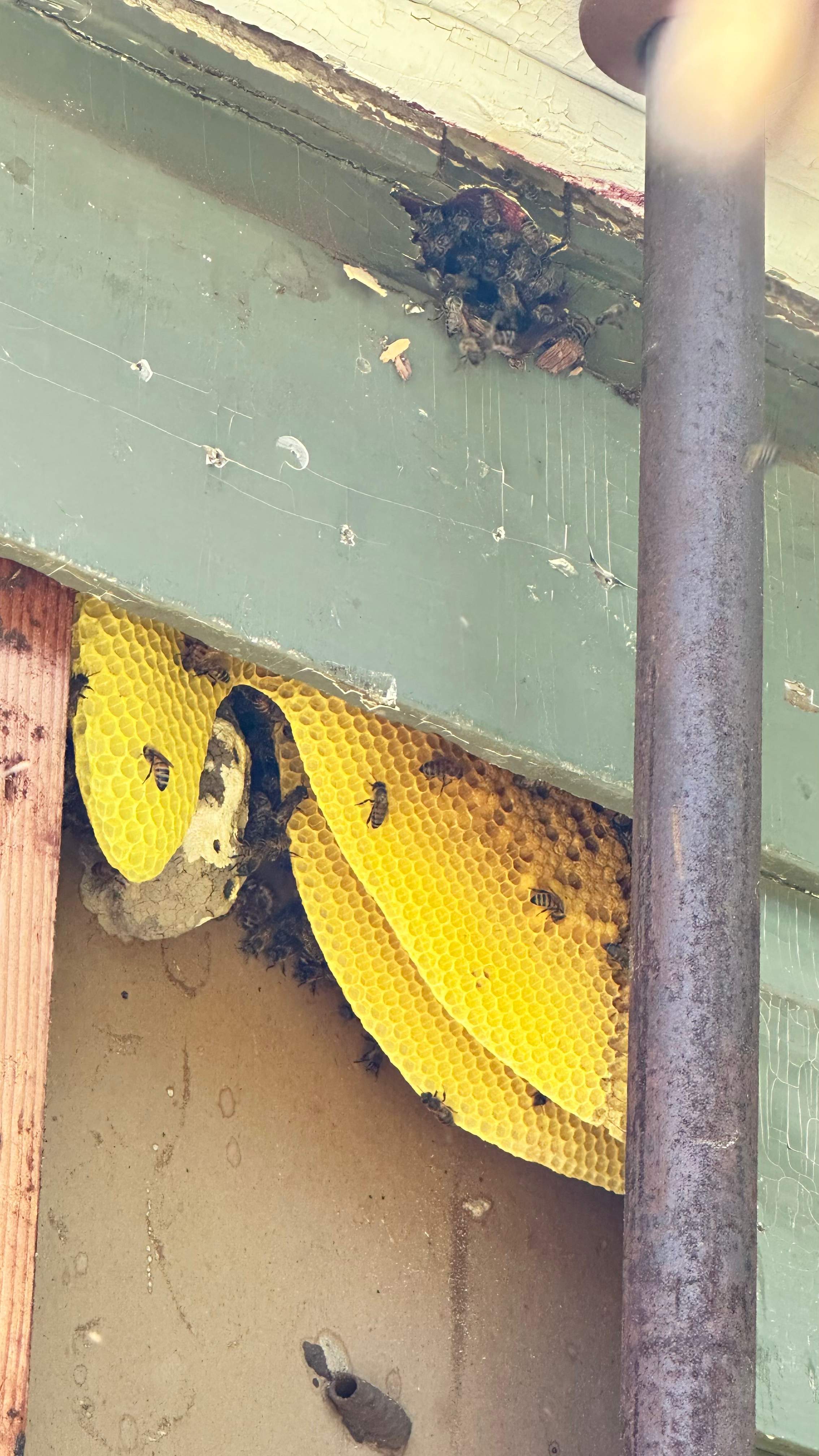 Behind Siding by Rockwall Honey Bee Company