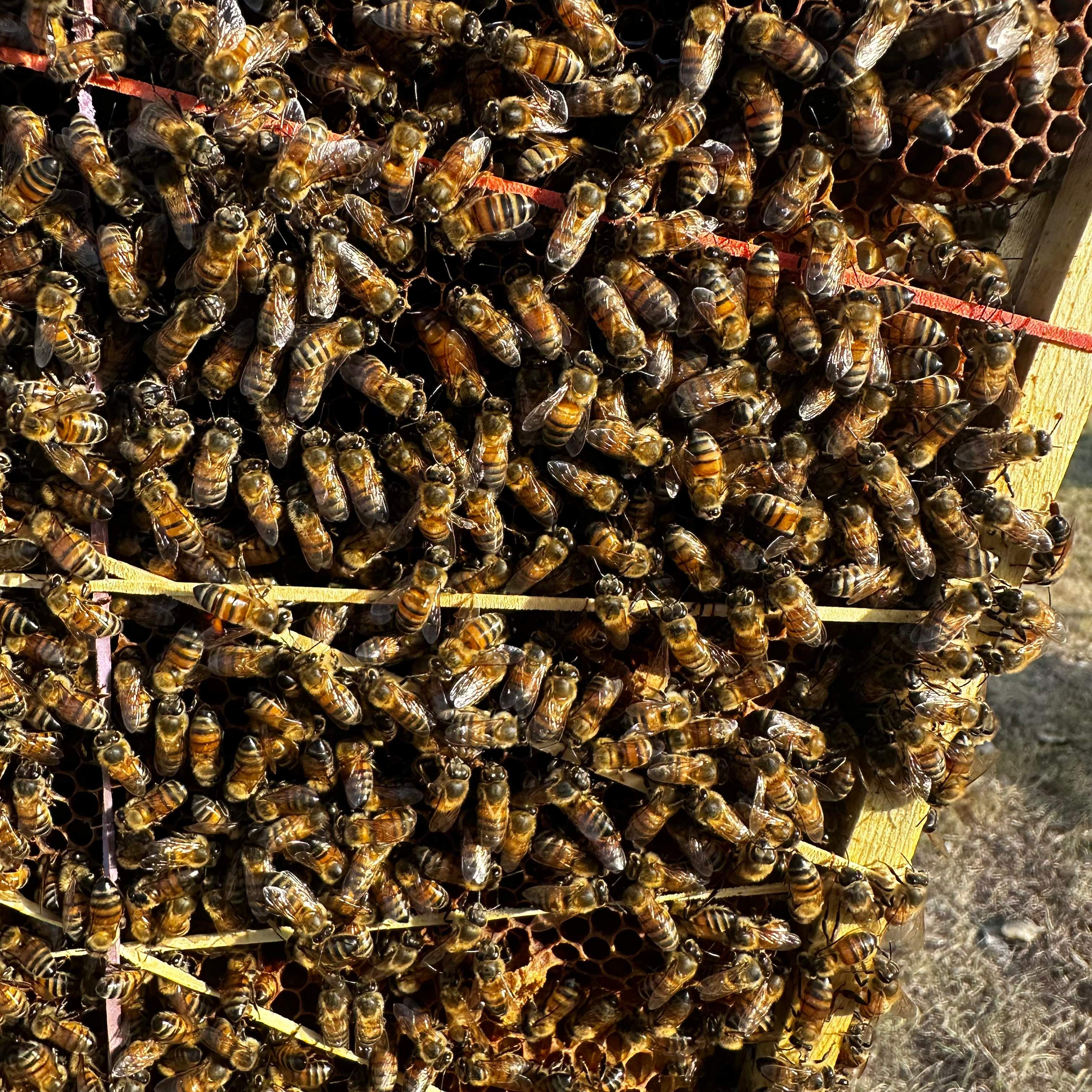 Rockwall Honey Bee Company HQ by Rockwall Honey Bee Company