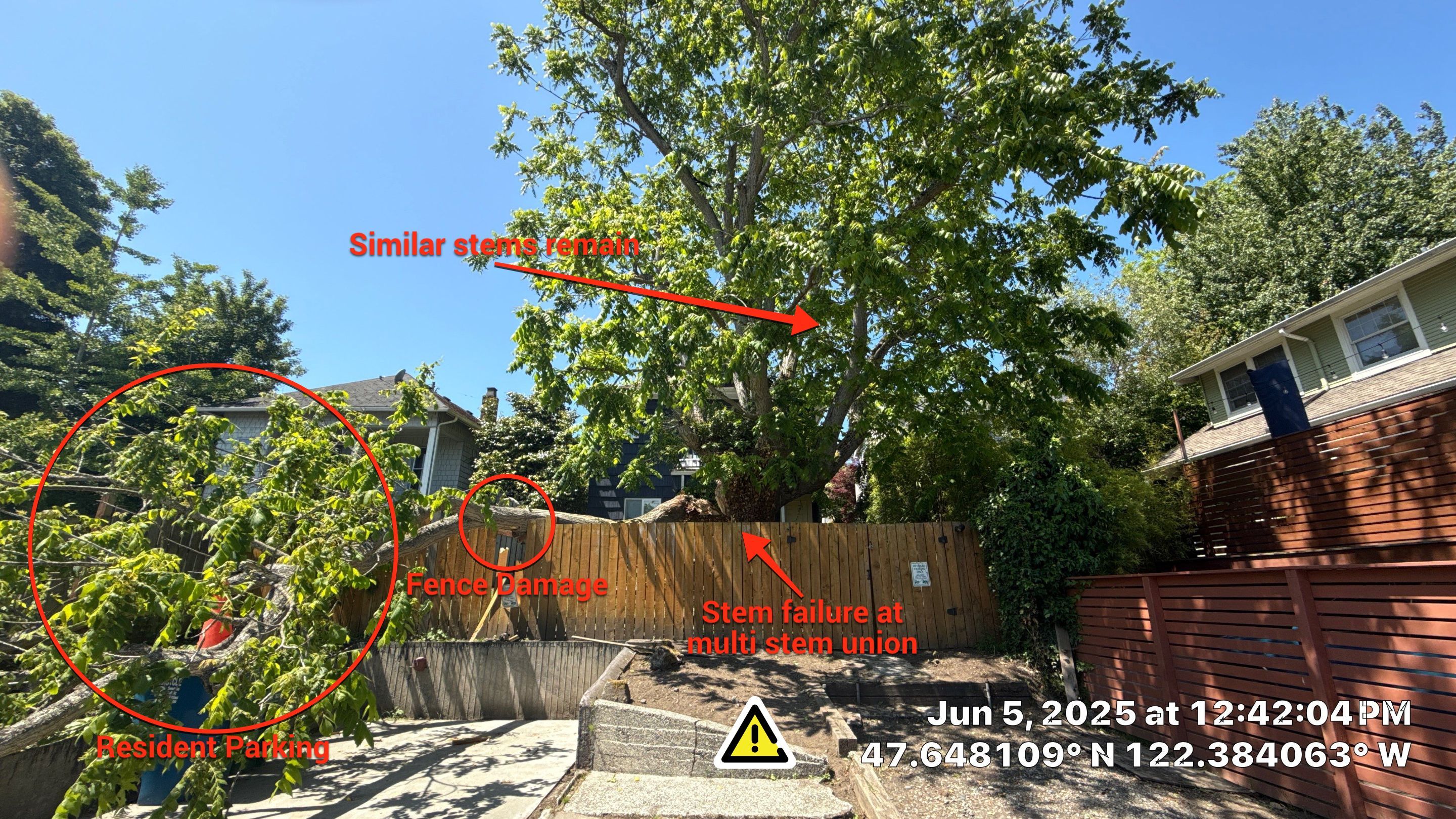 Seattle Hazard Tree Removal by Sound Tree Care LLC