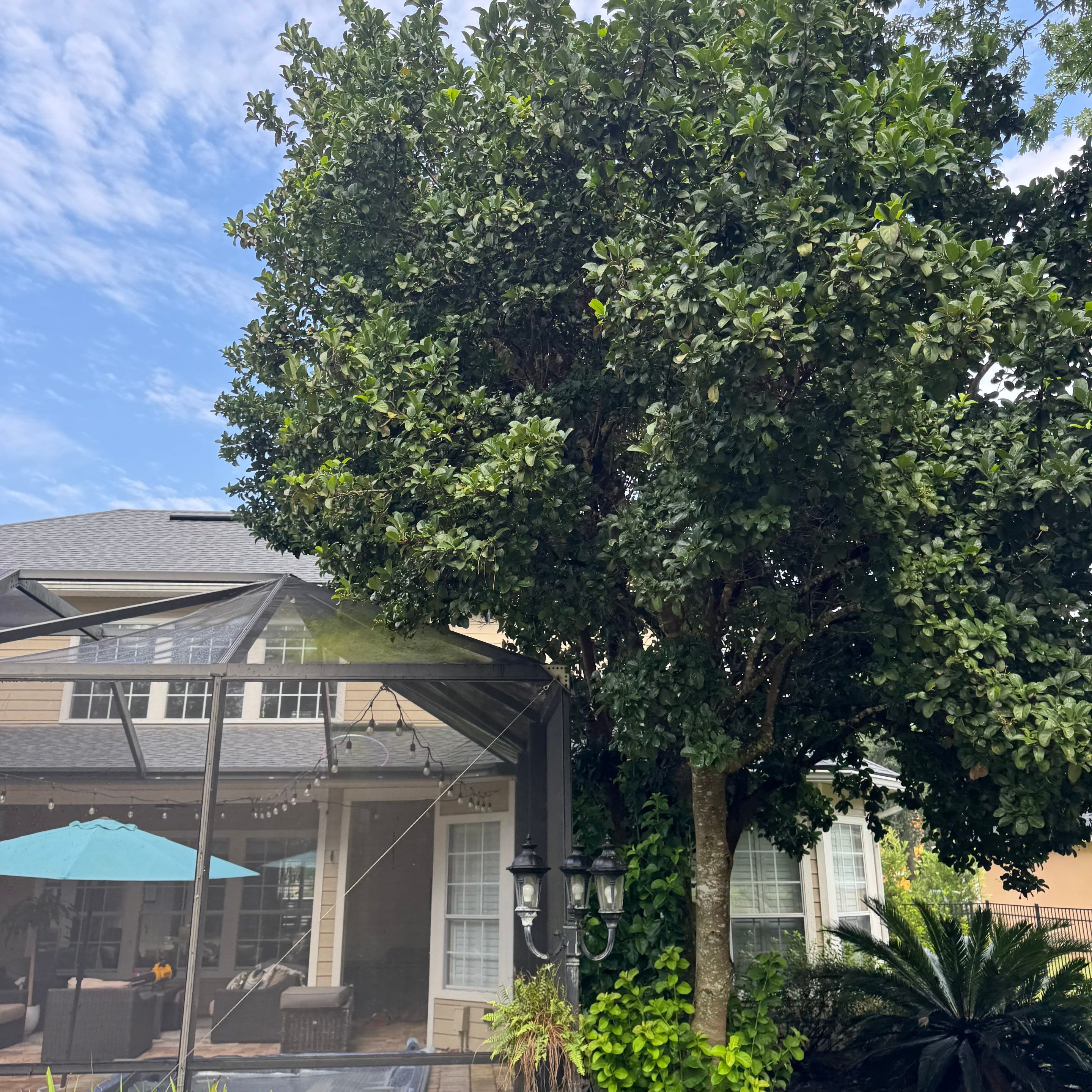 Residential | Sod Installation & Tree Trimming by ProGreen Services