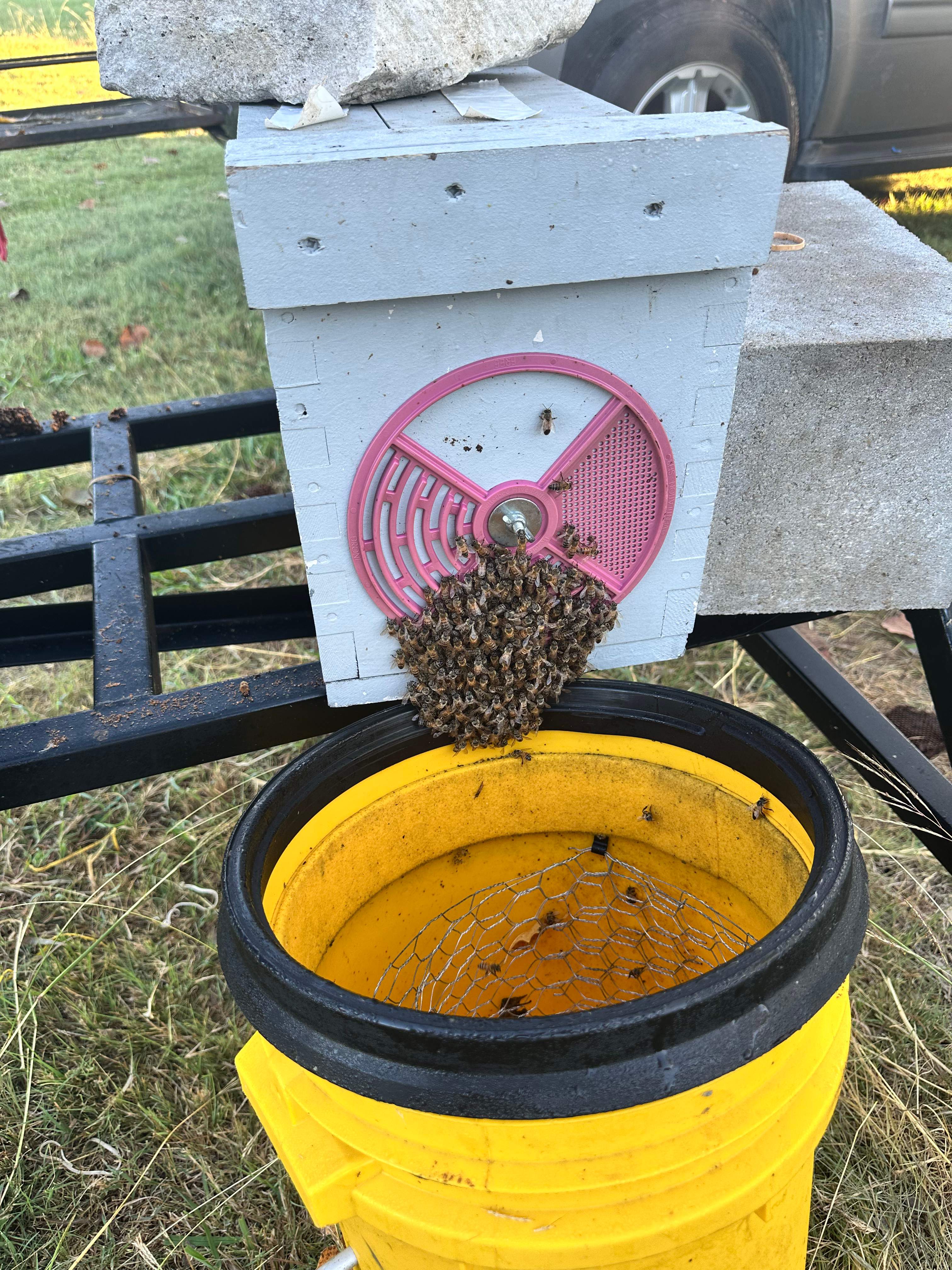 Massive by Rockwall Honey Bee Company