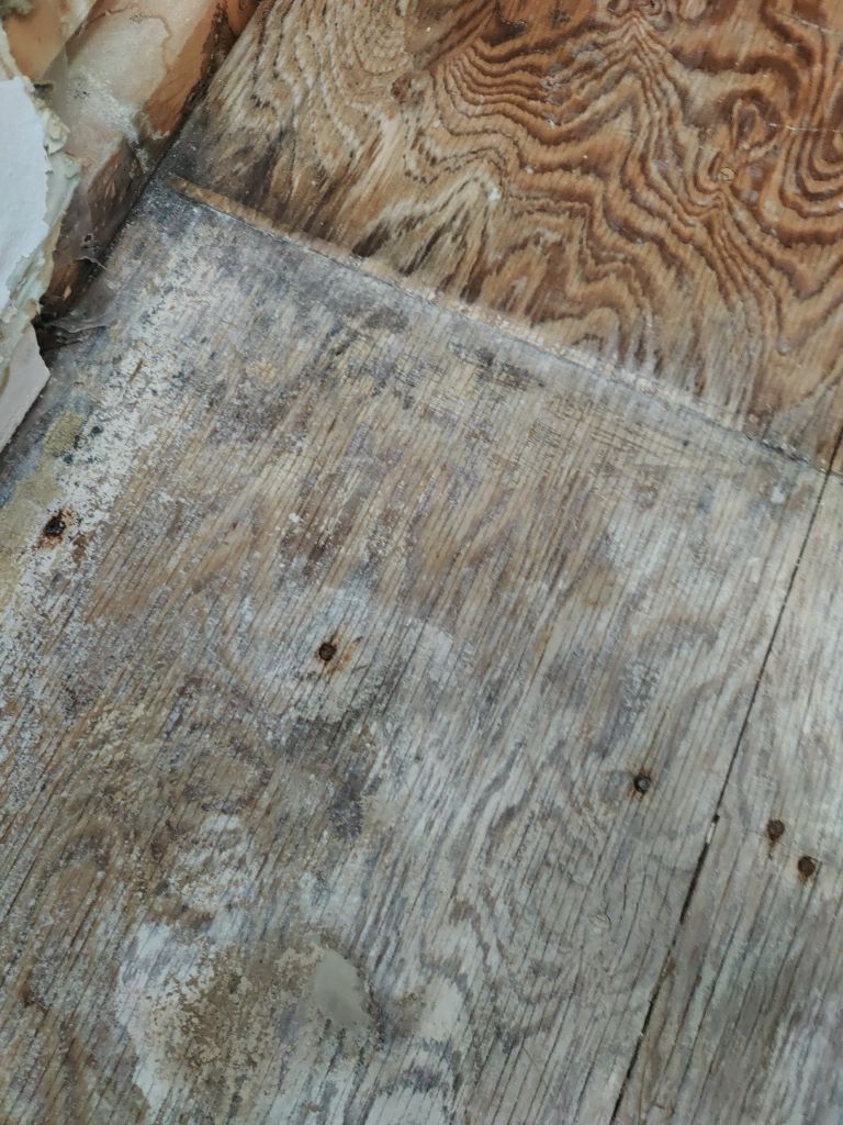 Mold Remediation  by Accountable Home Services