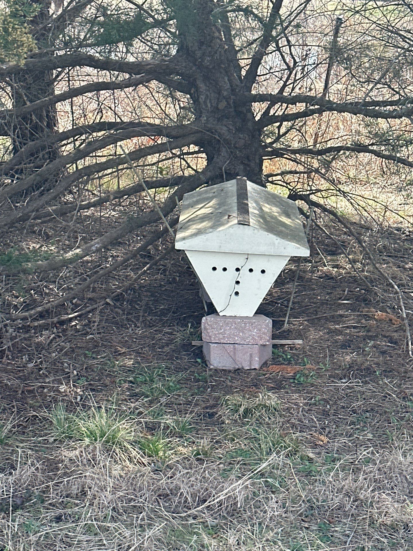 Honey bee hives in trees.. right here in Rockwall! by Rockwall Honey Bee Company