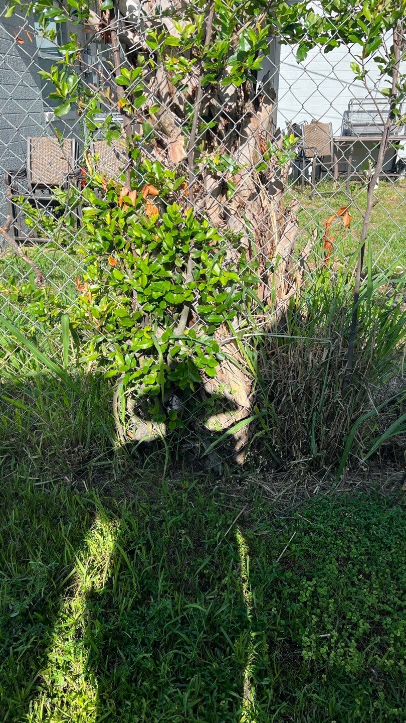 St. Petersburg 6ft. Tall Treated Board on Board by Asap fence and gates, LLC