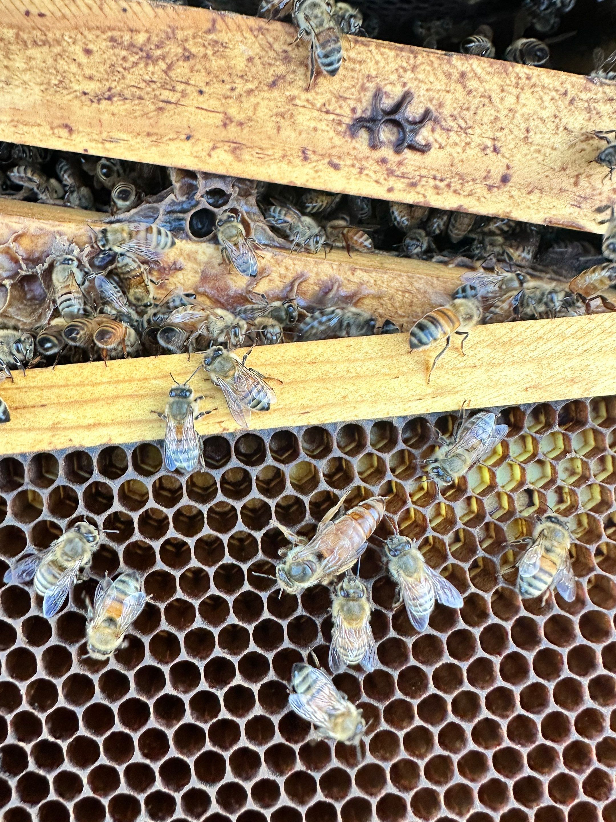 Frisco Corporate HQ by Rockwall Honey Bee Company