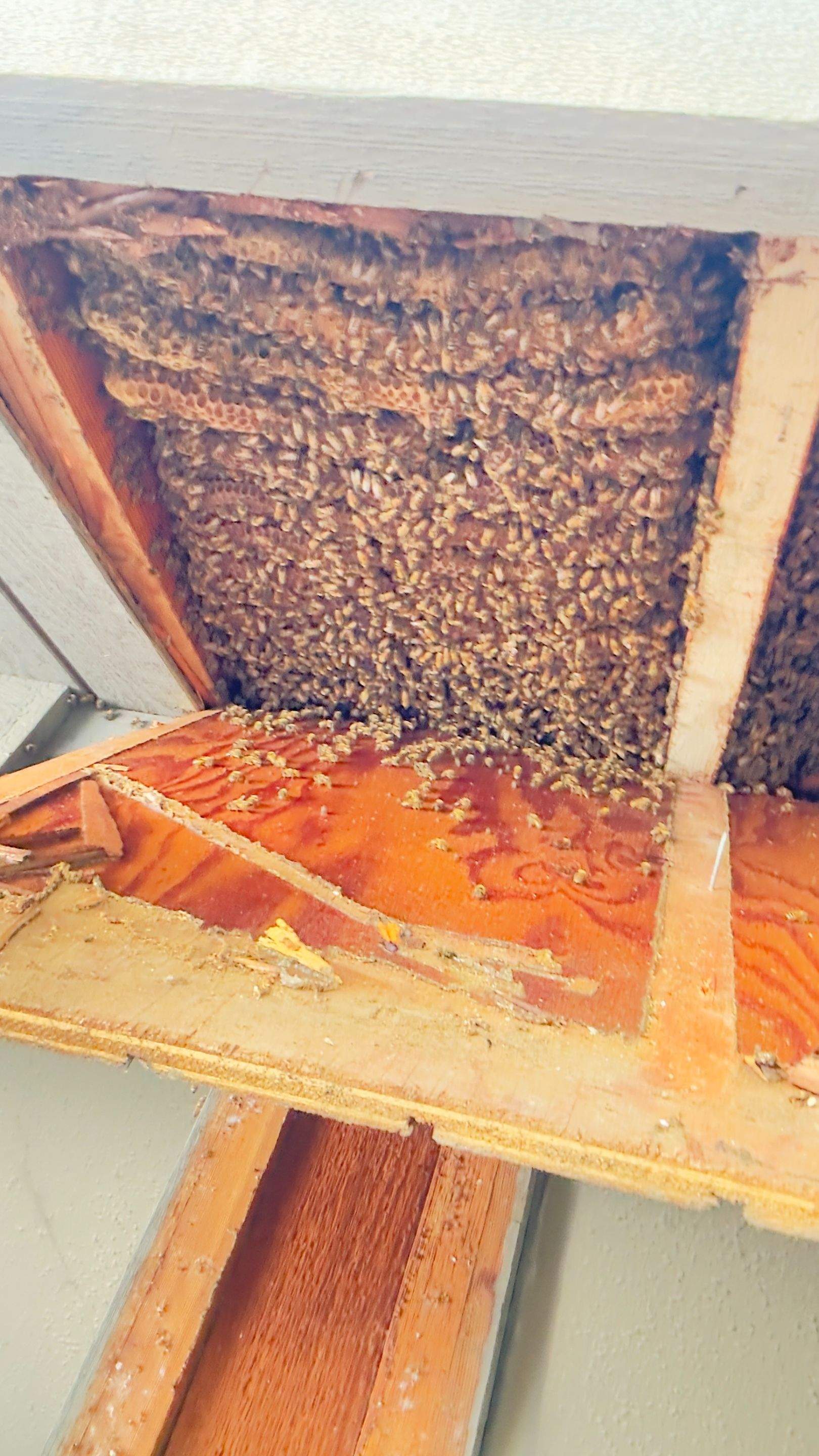 Old Faithful by Rockwall Honey Bee Company