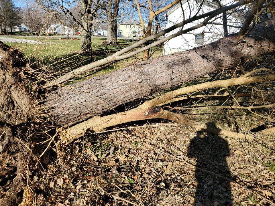 Storm Damaged Tree Removal  using Tree Removal by Mike Jones & Sons Tree Service LLC 