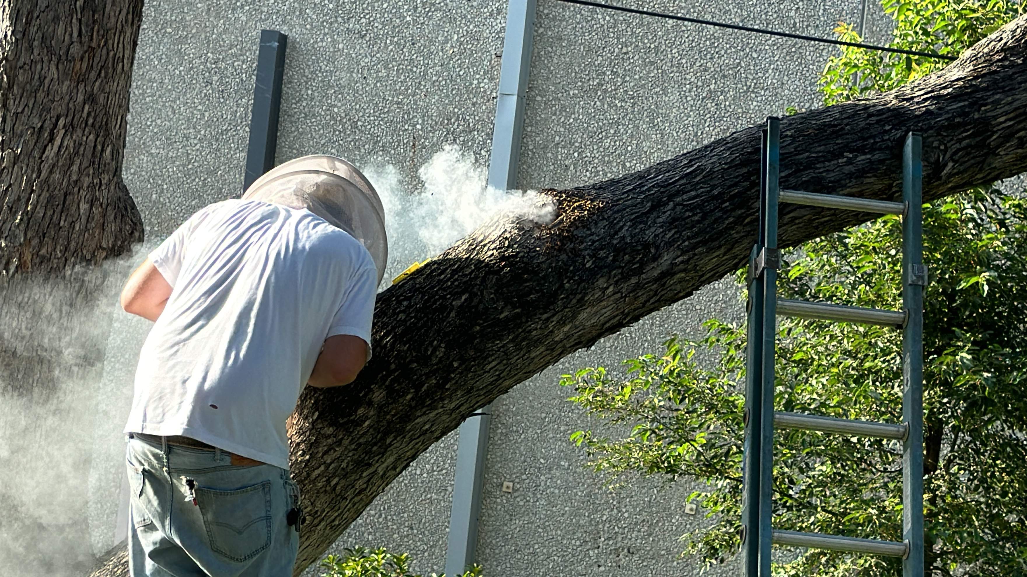 Favorite Tree Job by Rockwall Honey Bee Company