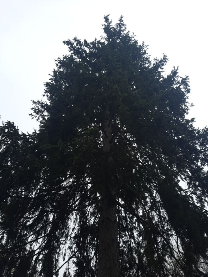 Tree Removal using Tree Removal by Mike Jones & Sons Tree Service LLC 