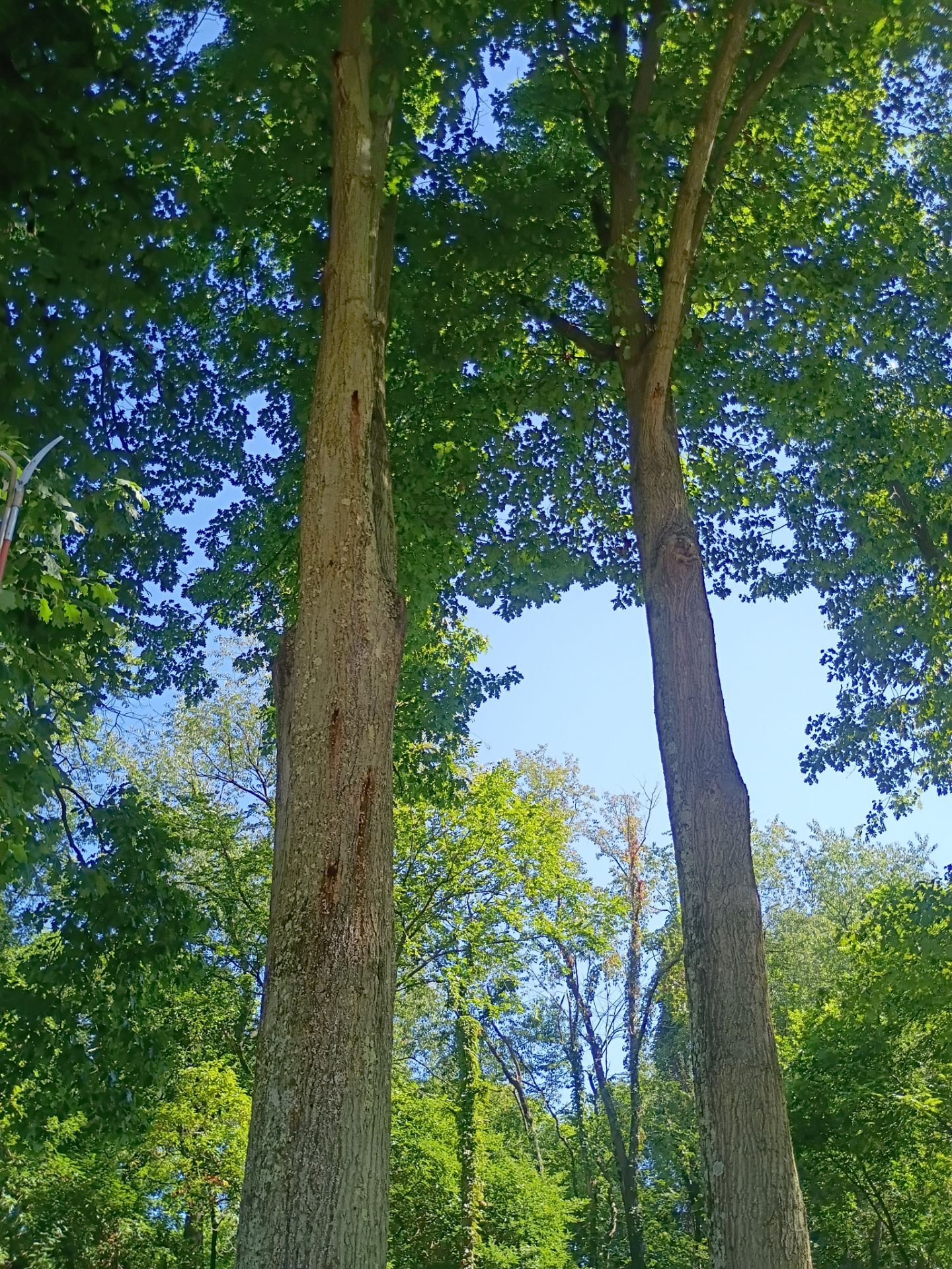 Tree Trimming & Tree Removal in Akron Ohio by Mike Jones & Sons Tree Service LLC 