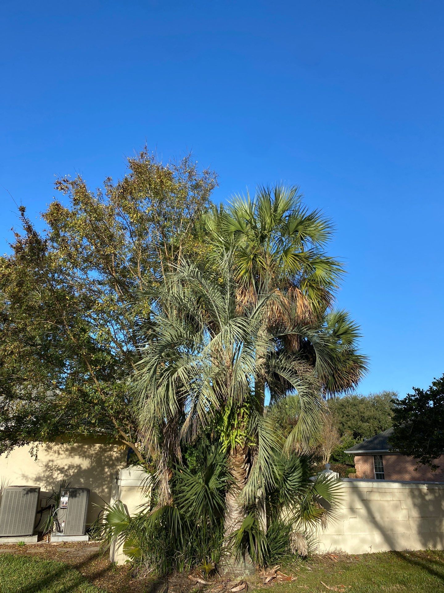 Deerwood Resident | Tree Removal & Palm Trimming by ProGreen Services