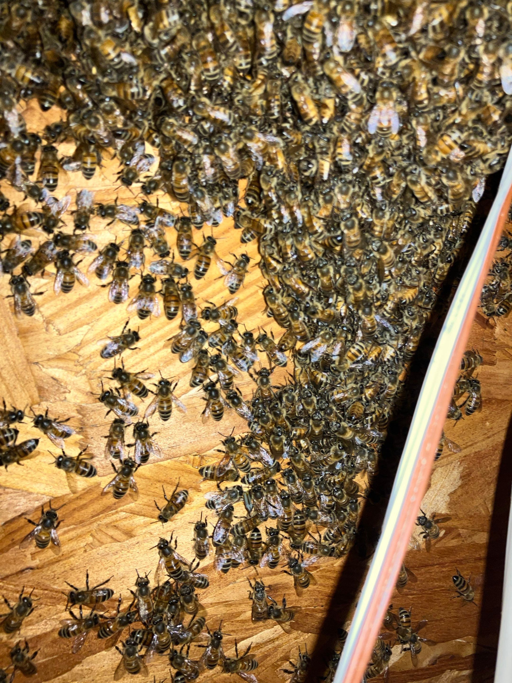 Judge Judy by Rockwall Honey Bee Company