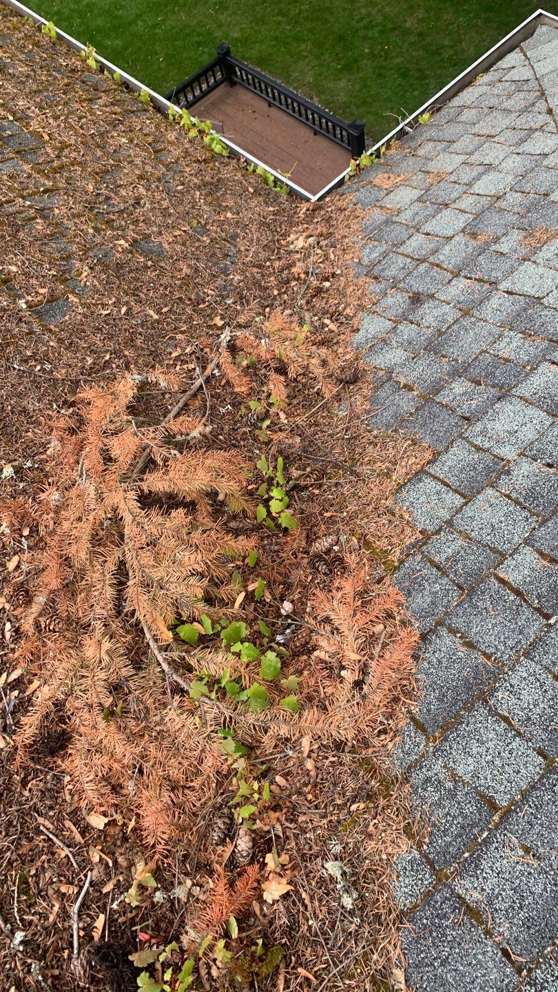 Softwashed in many Years back, and organic regrowth significant by DawnSky LLC