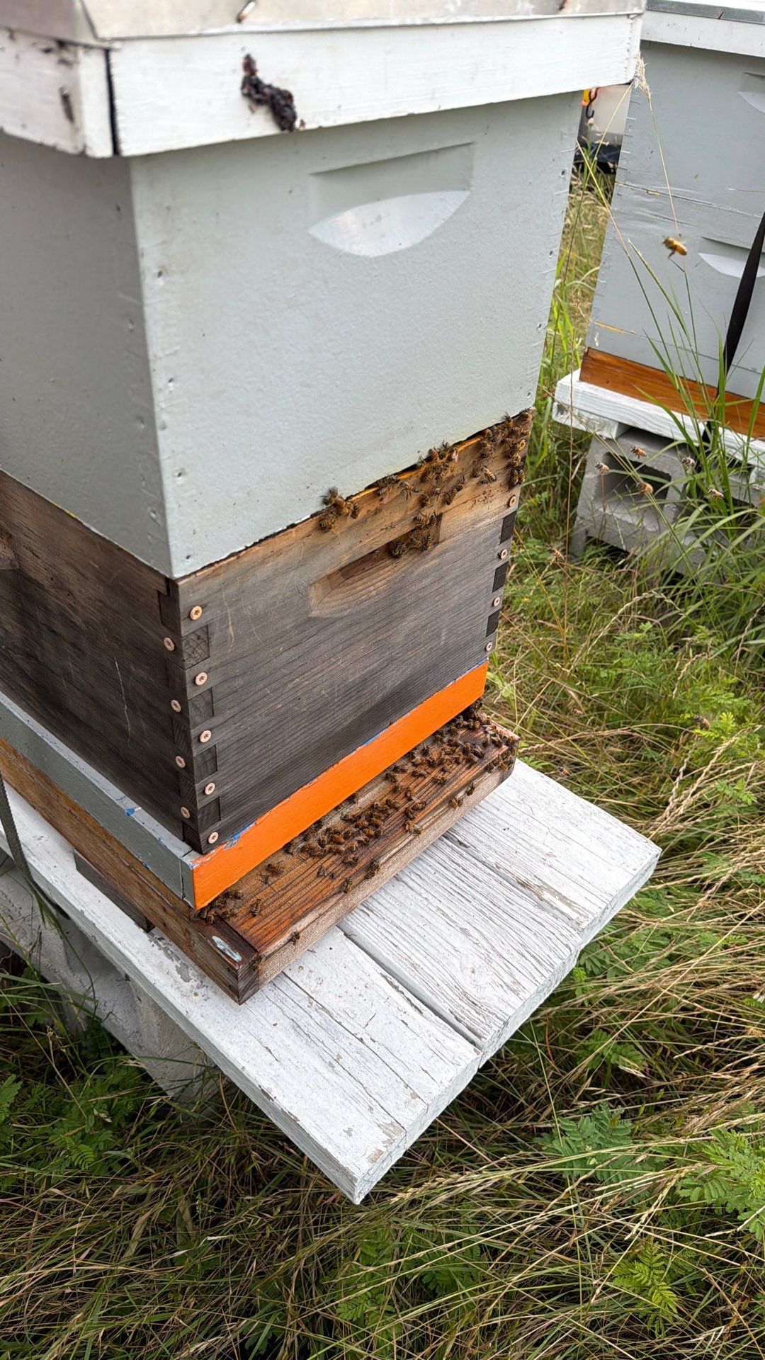 Bees for Ag. Exemption in Heath by Rockwall Honey Bee Company