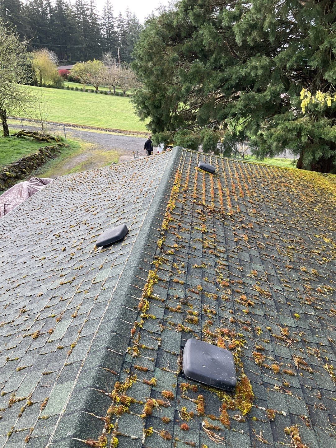 Roof Cleaning Moss Treatment by Willamette Outdoor Wash LLC