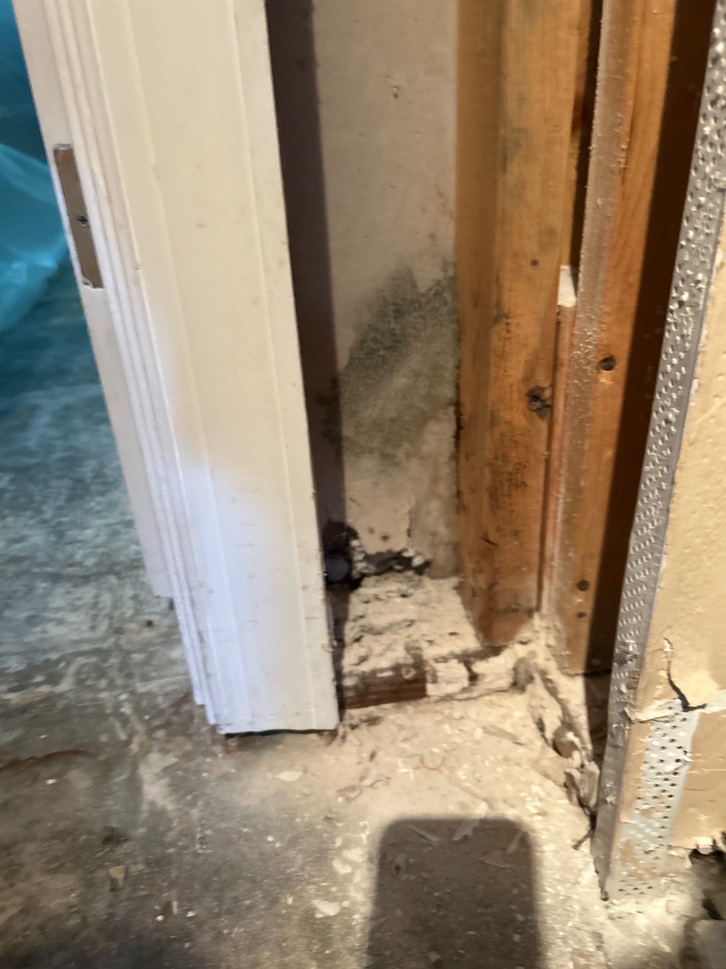Black Mold Removal In Venice Florida by Ampm Restoration Services