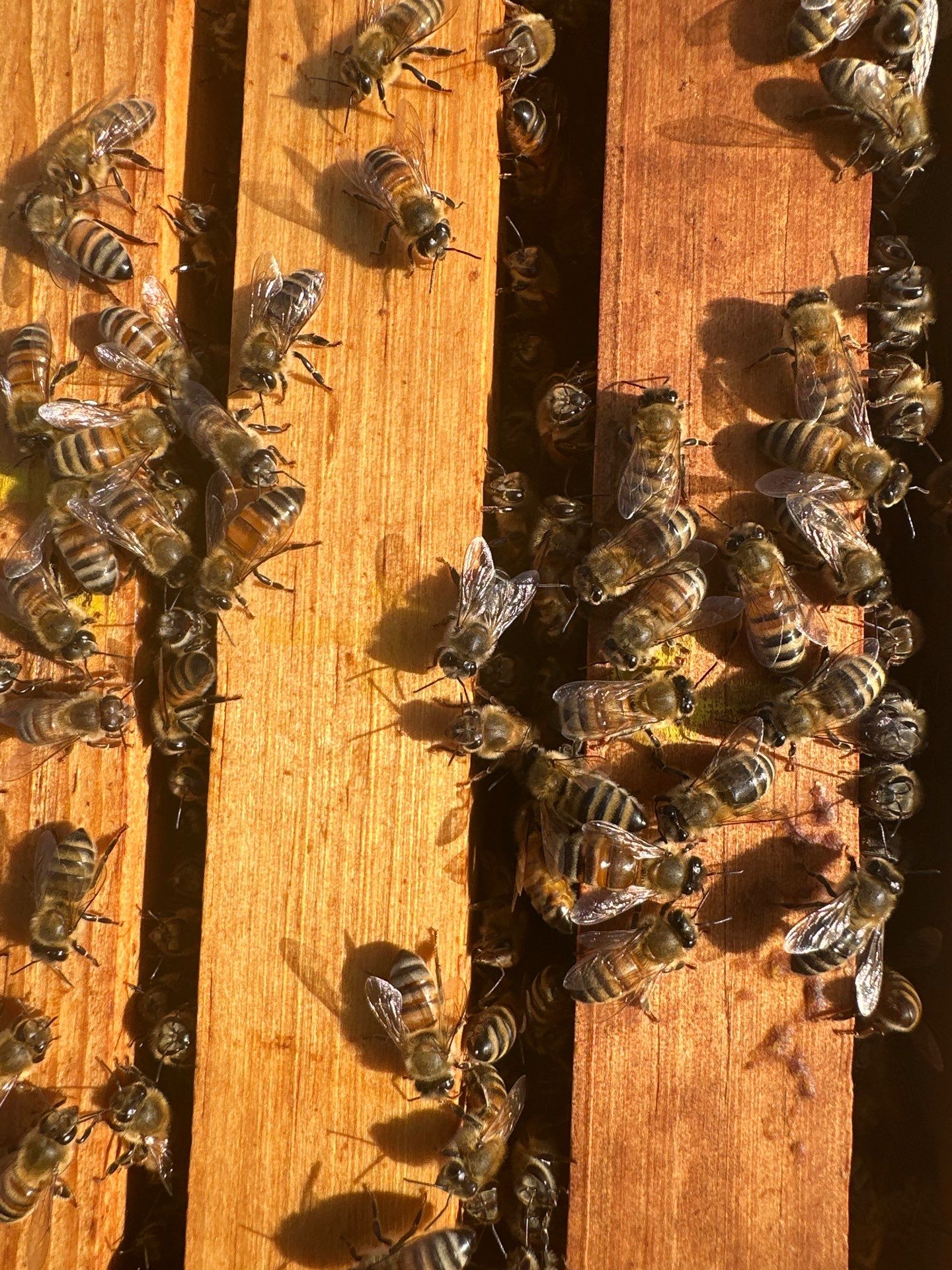 Bees for Ag. Exemption in Rockwall by Rockwall Honey Bee Company