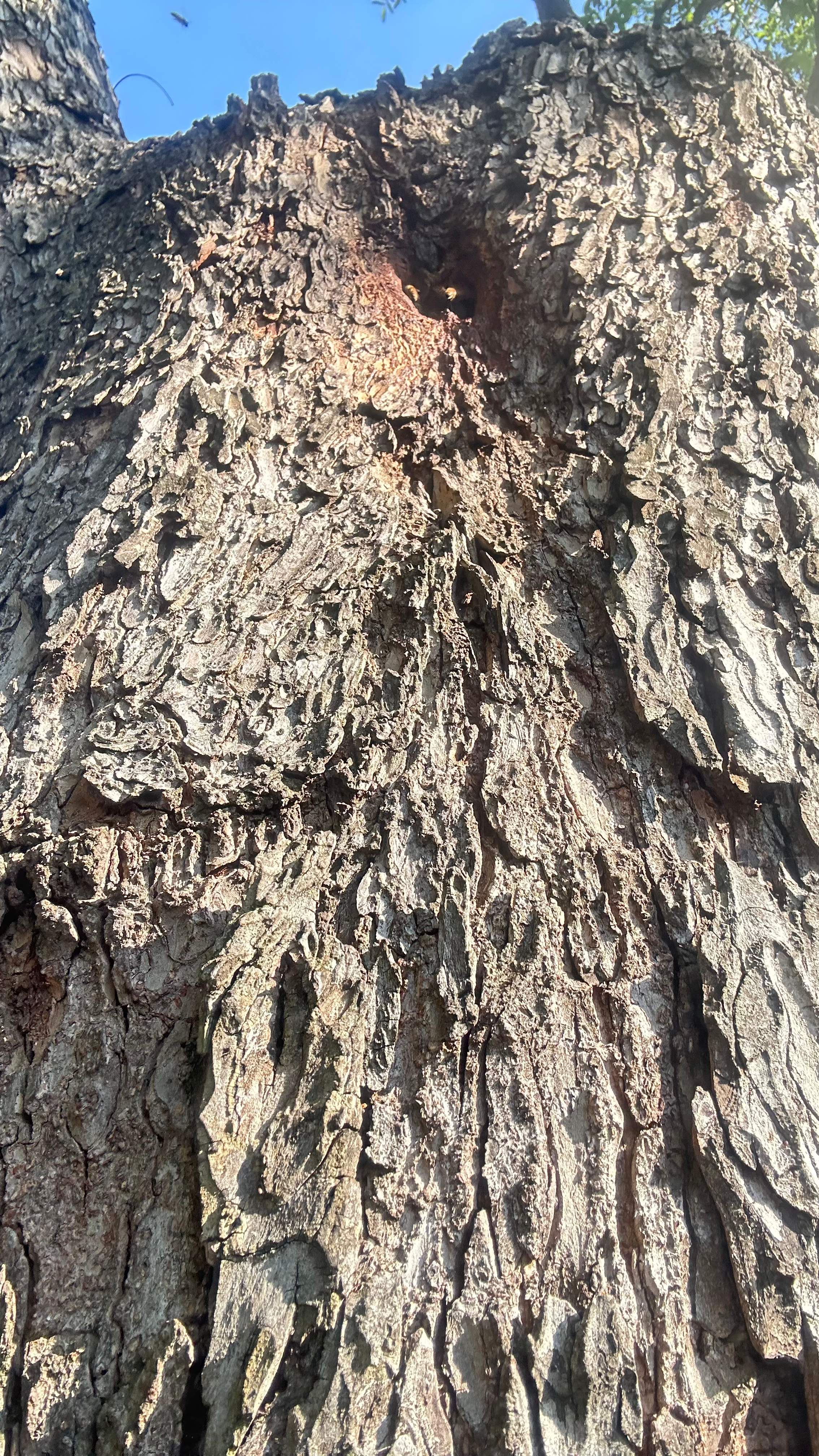 Tree Service Help  by Rockwall Honey Bee Company