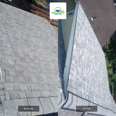 Silver Birch Shingles