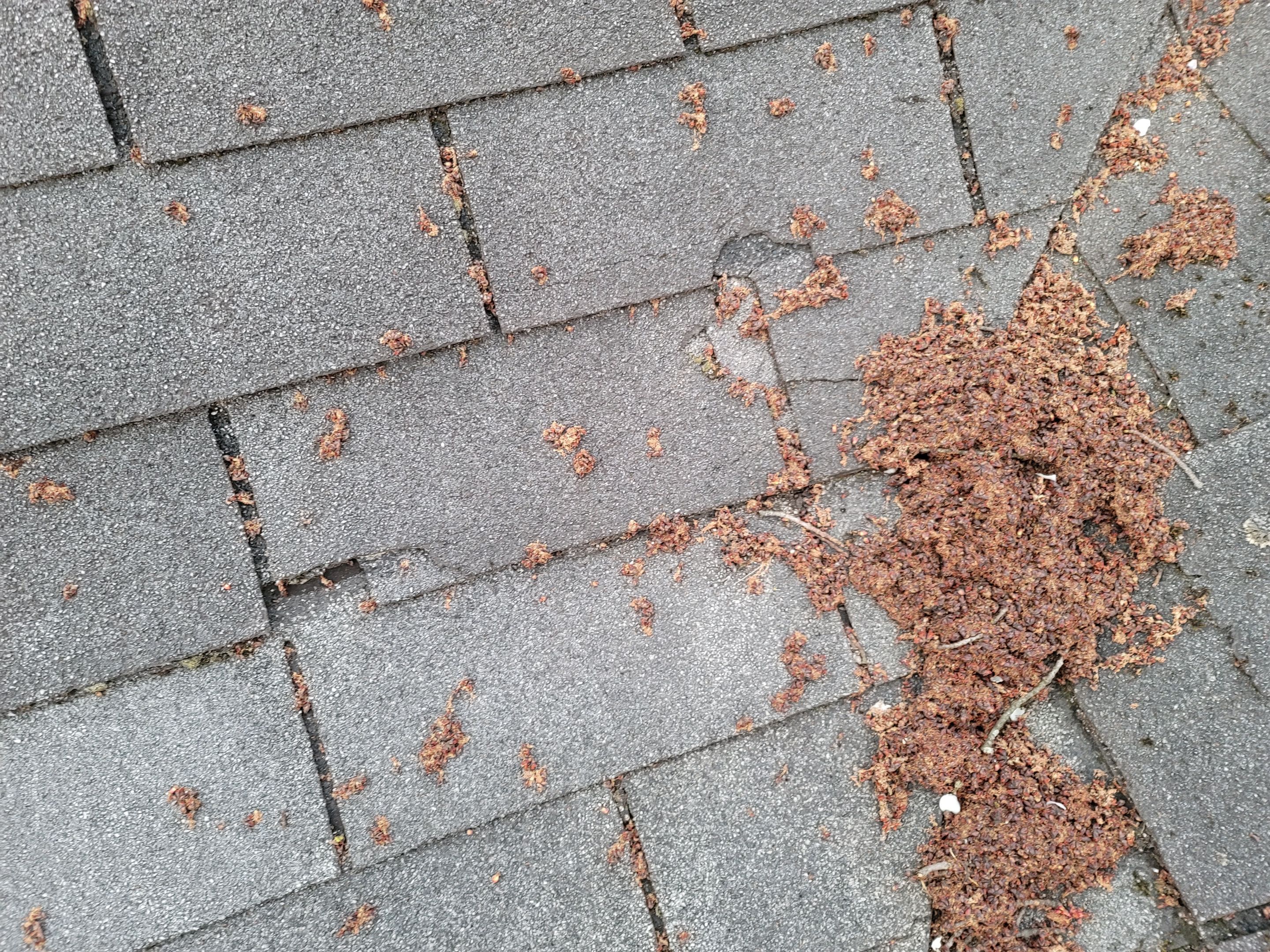 ATLAS PINNACLE SCOTCHGARD COLOR: PEWTER DRIP EDGE: BLACK by Eagle Eye Roofing