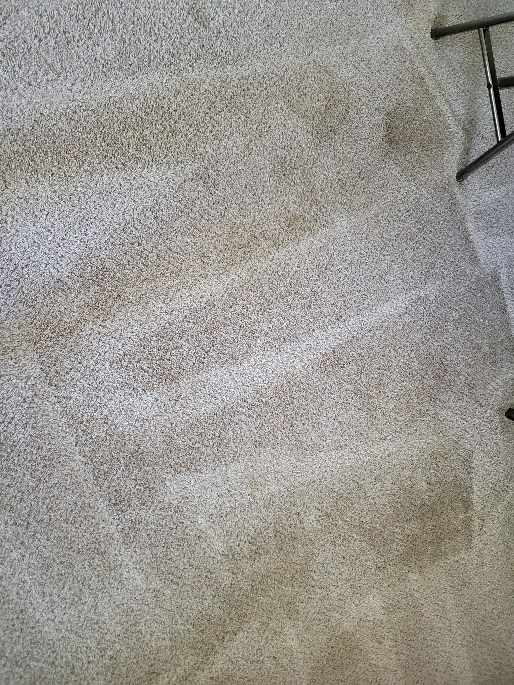 Pet Stain Treatment and Carpet Cleaning by Ardent Carpet Restore LLC